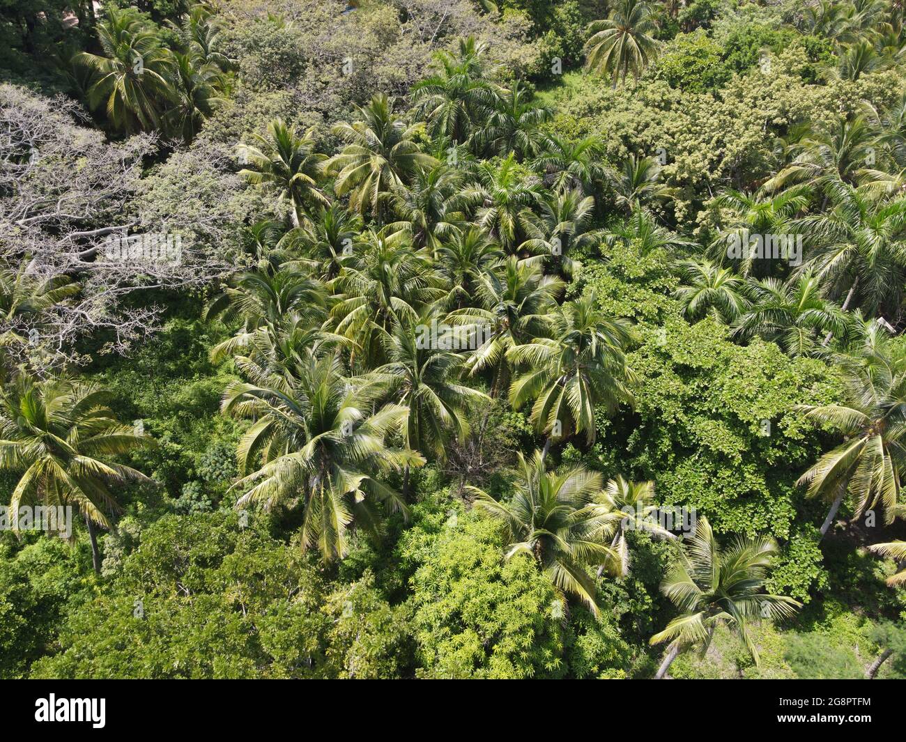 Aerial shot thick green forest hi-res stock photography and images - Alamy