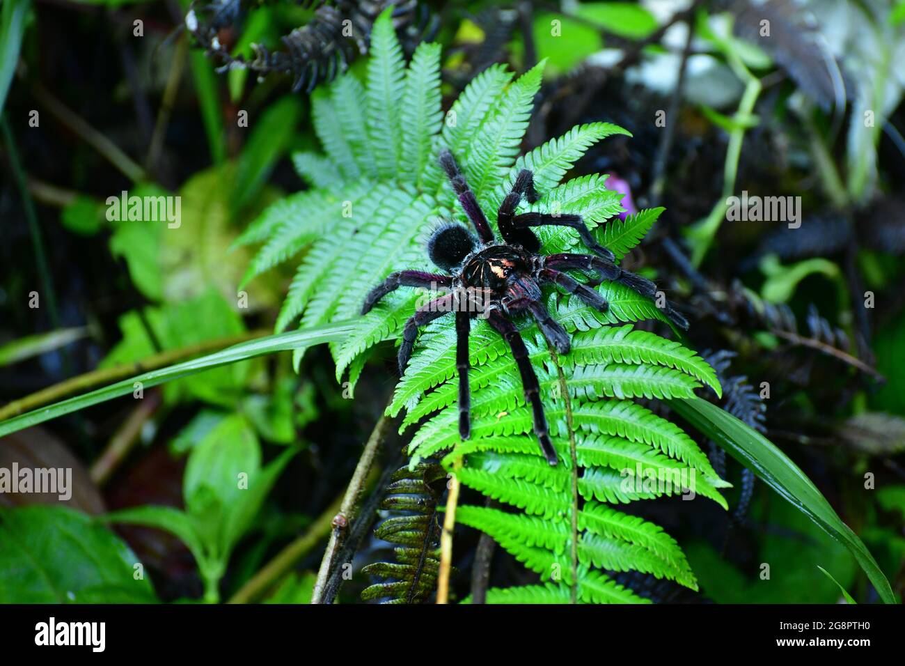 Ecuadorian Tarantula Pamphobeteu sitting on a leaf in the forest. Mindo; Ecuador Stock Photo