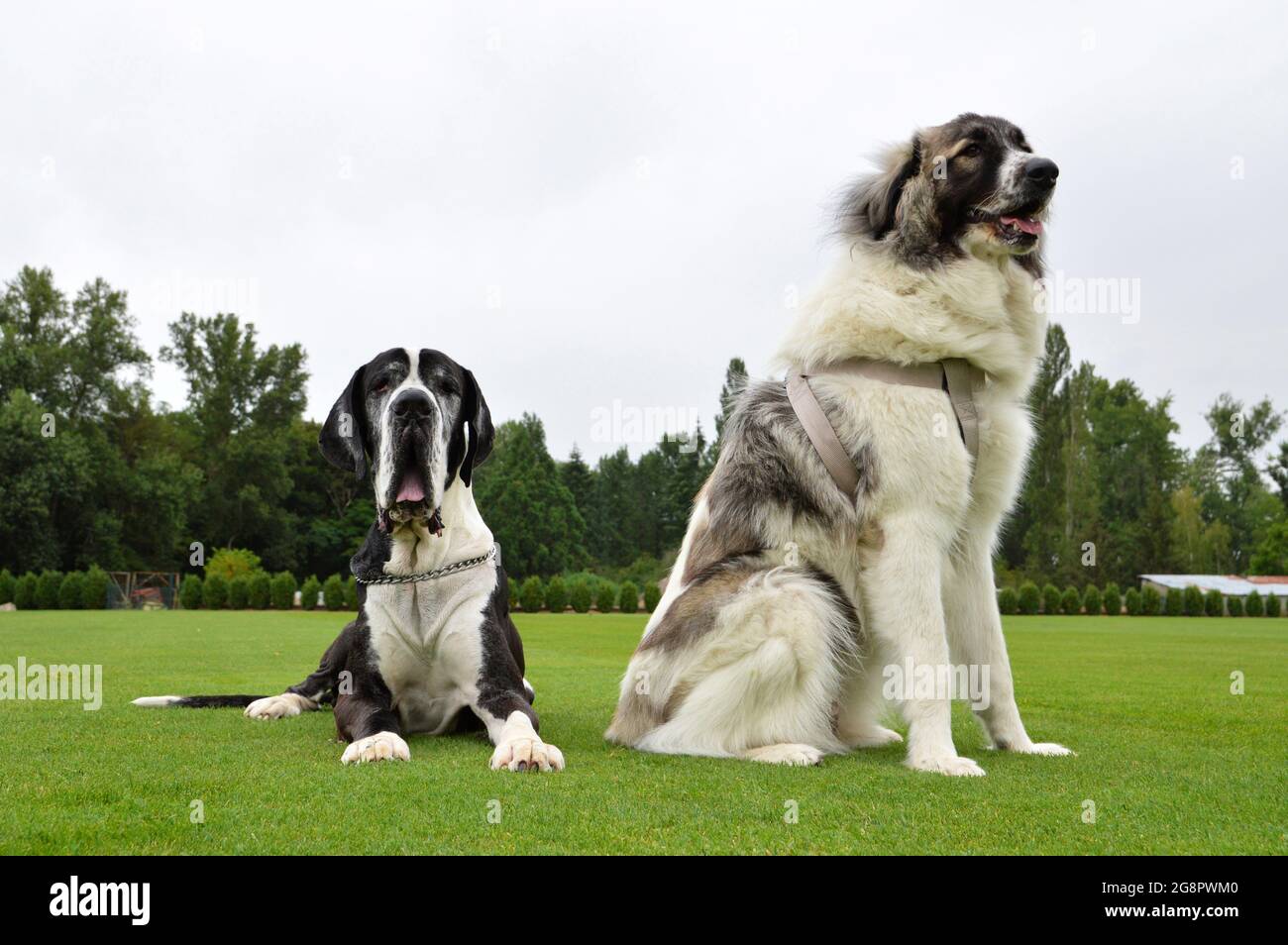 Two big dogs with a great dane and a Pyrenean Mountain dog. They are large breed dogs. Stock Photo