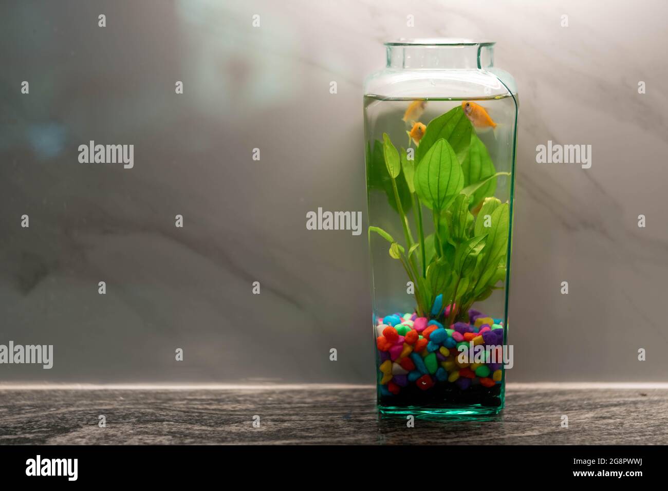 Fish bowl with plants hi-res stock photography and images - Page 2