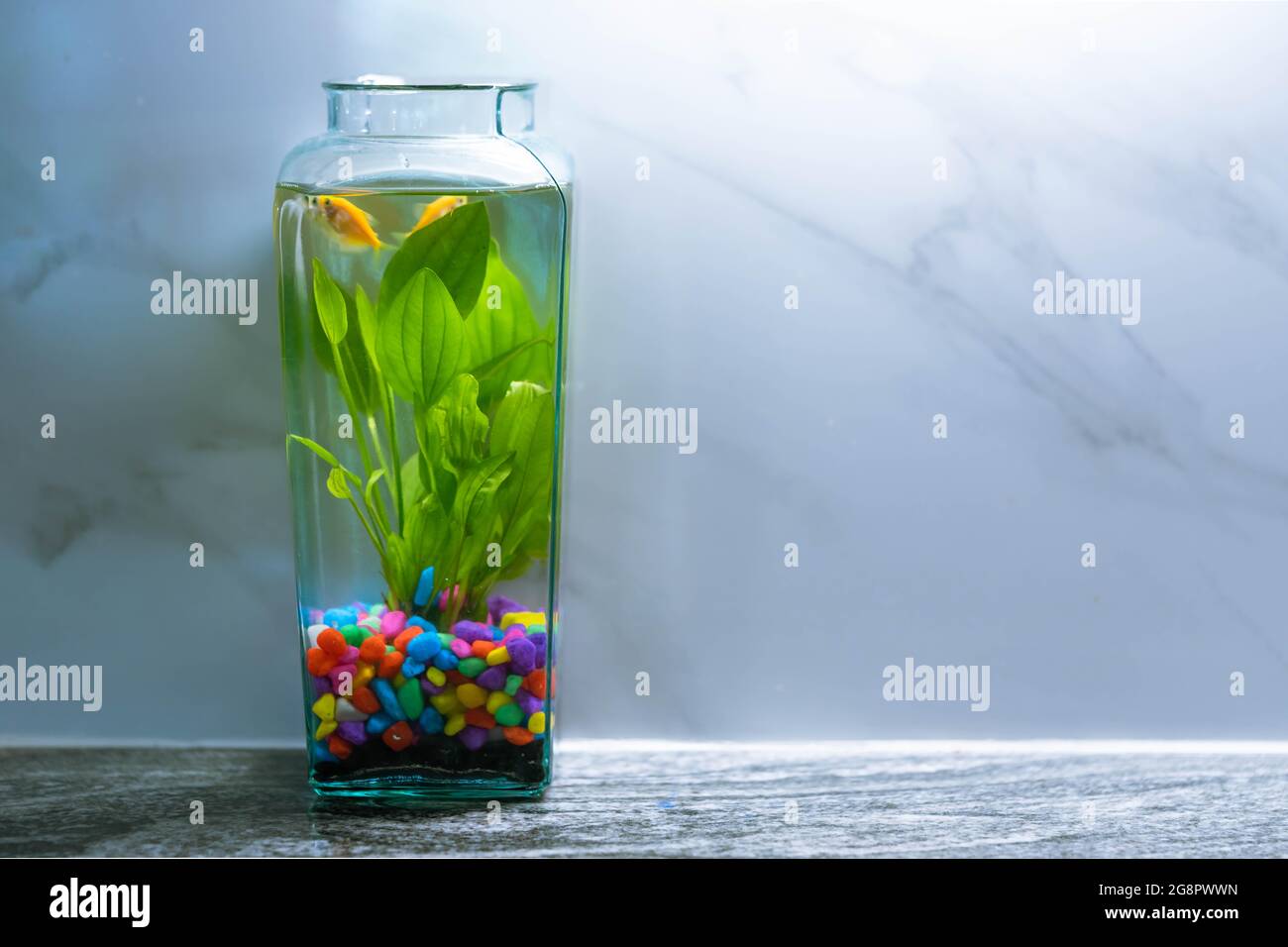 Aquatic plants bowl hi-res stock photography and images - Alamy