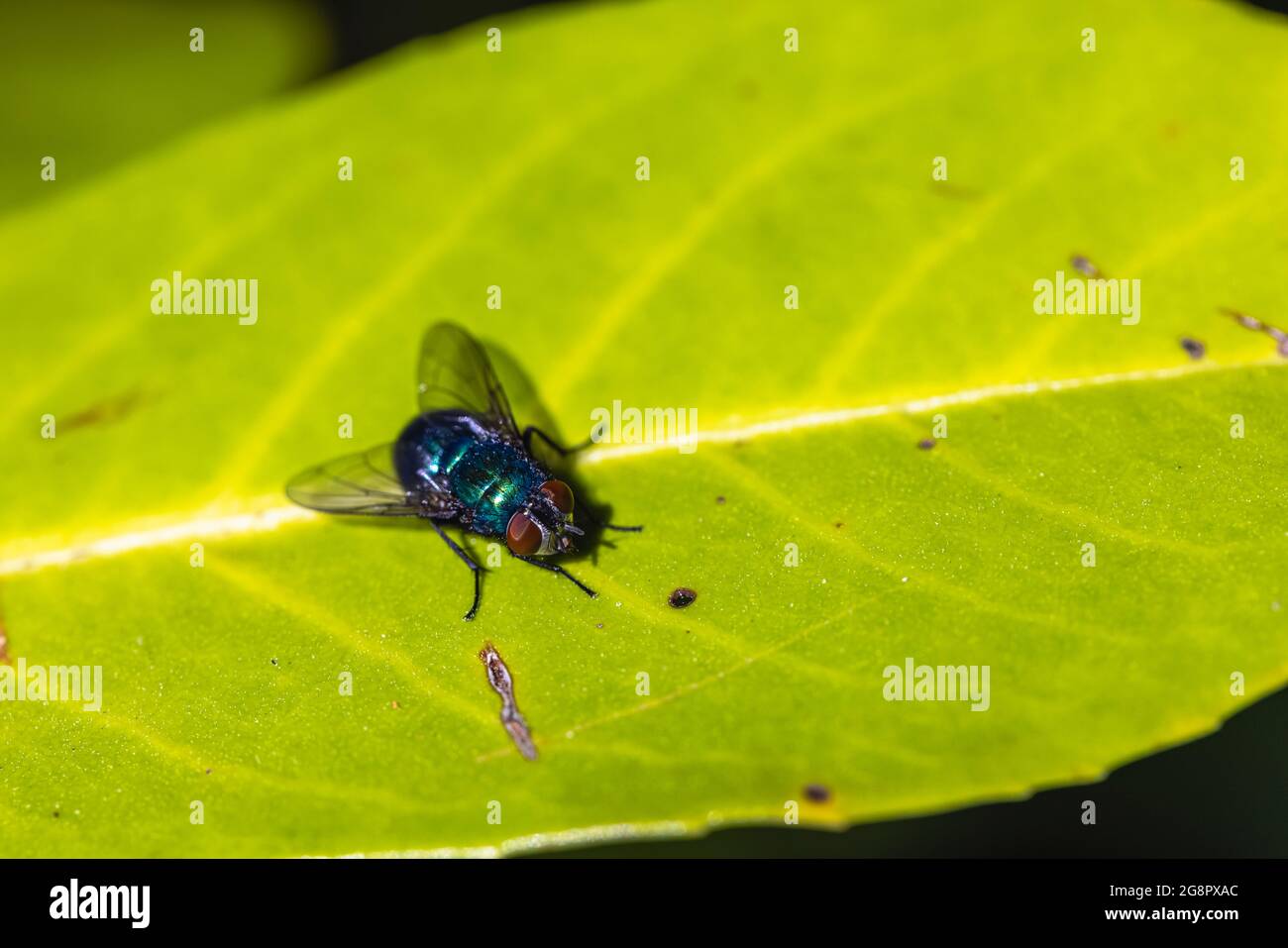 Close-up dorsal view of a common green bottle fly (Lucilia sericata), a common blowfly, landed on a green leaf in Surrey, south-east England Stock Photo