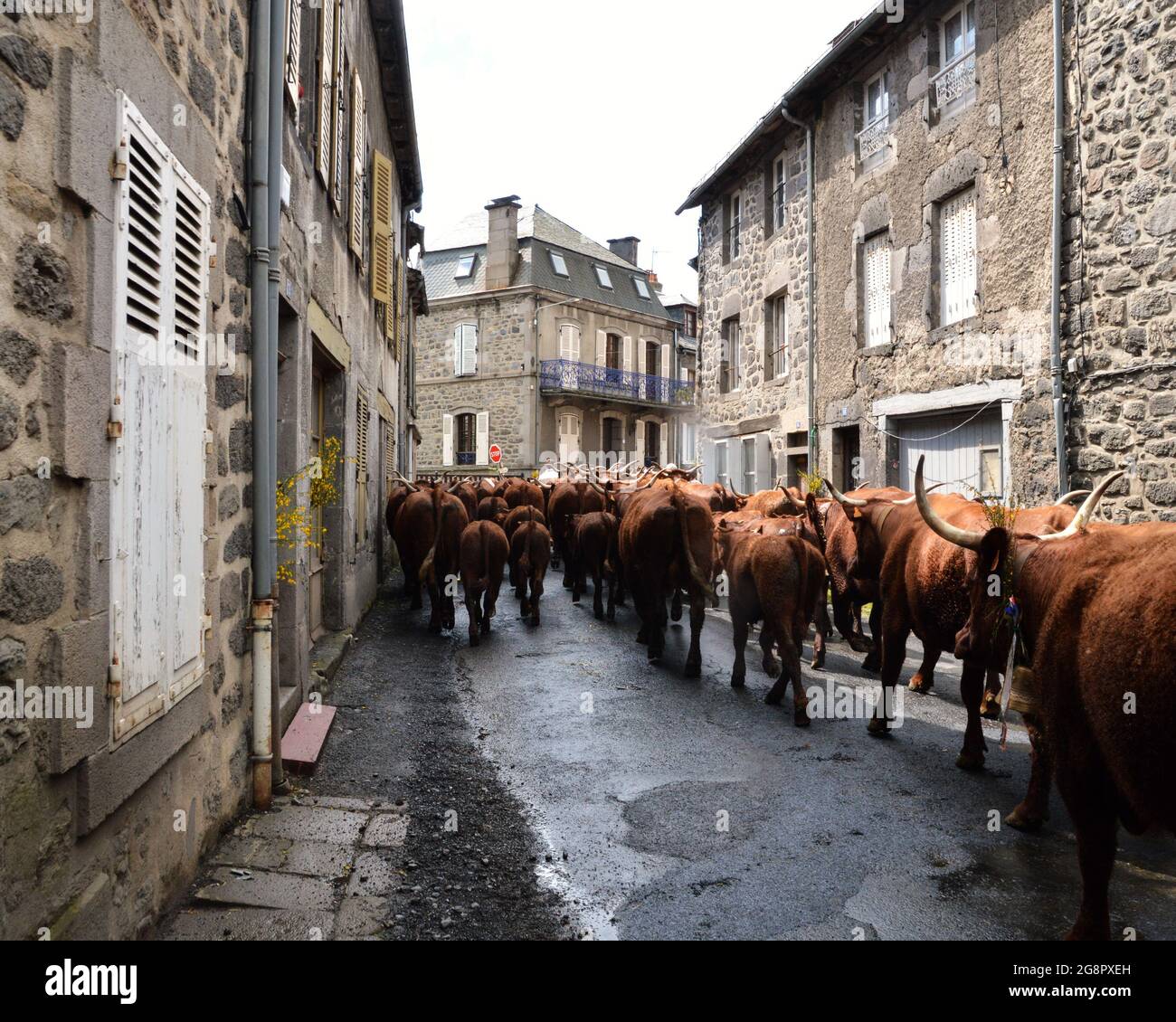 The transhumance of cow salers in the cantal (Auvergne region), towards the summer pastures, to spend all summer. Stock Photo