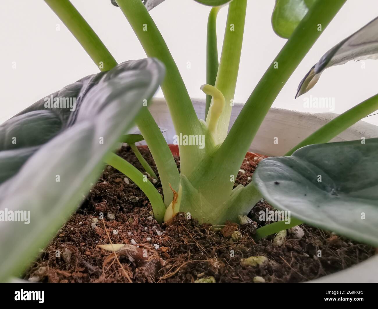 Alocasia Silver Dragon Or Silver Jewel Alocasia Alocasia Baginda New Leaf And Emerging Rhizome Stock Photo Alamy