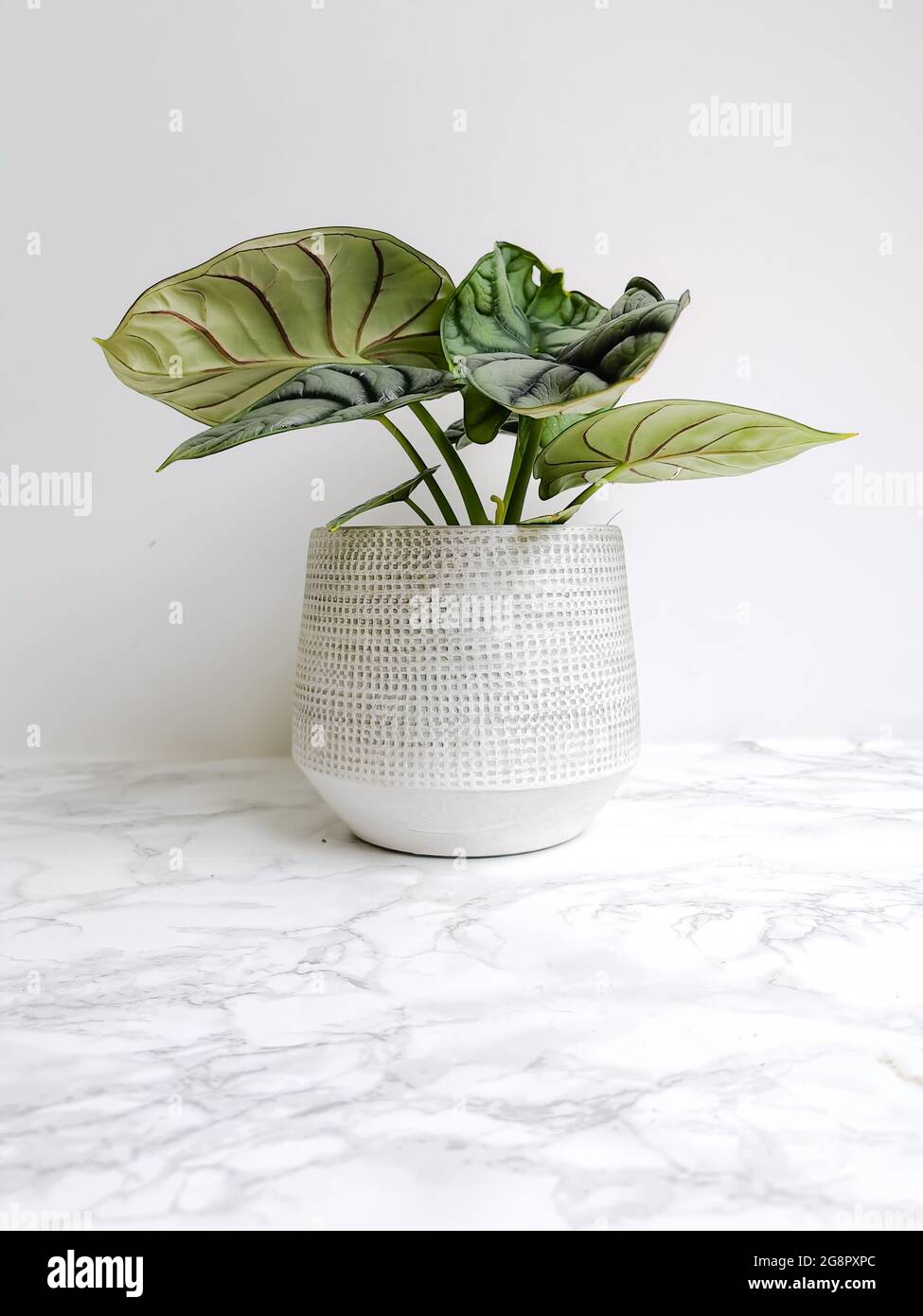 Alocasia silver dragon or silver jewel alocasia ( Alocasia beginda) in a white planter against a white background Stock Photo