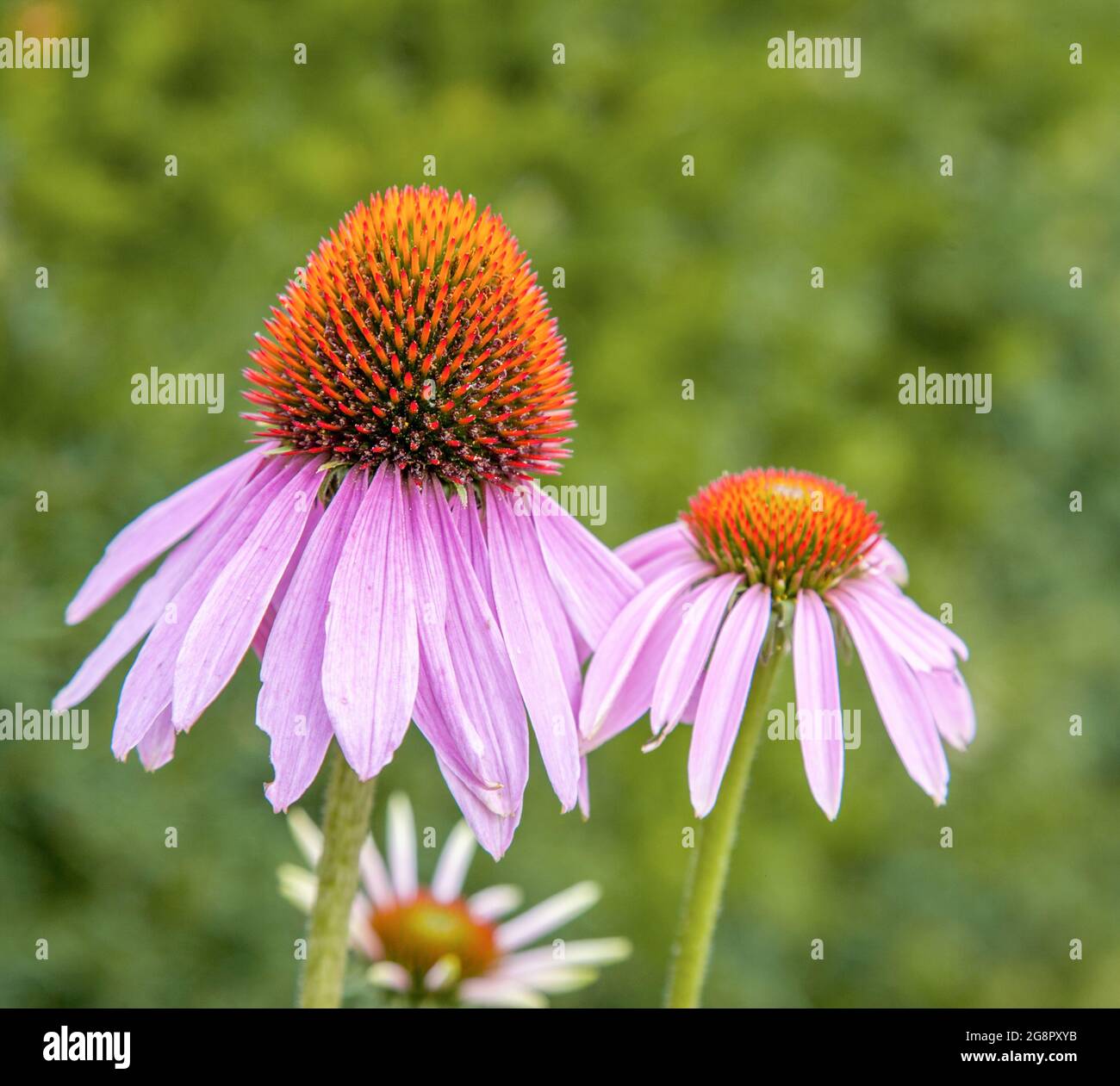 Flowers of Echinacea purpurea the Cone Flower in an English country garden Stock Photo