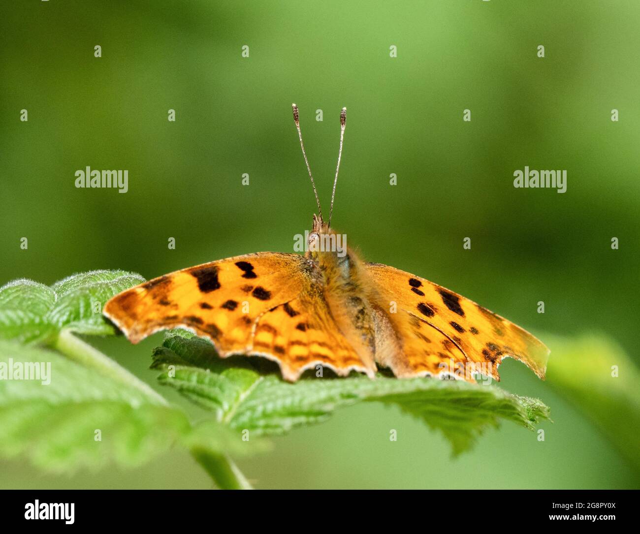 Comma butterfly Polygonia c-album at rest during cloudy conditions with upright antennae - Somerset UK Stock Photo