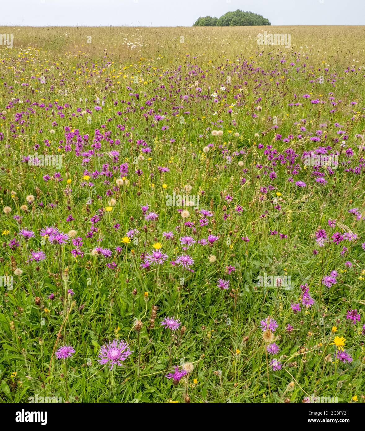 Species-rich flower meadow at Ashton Court near Bristol UK with Betony Greater Knapweed Oxeye Daisy Yellow Rattle Hawkbit and others Stock Photo