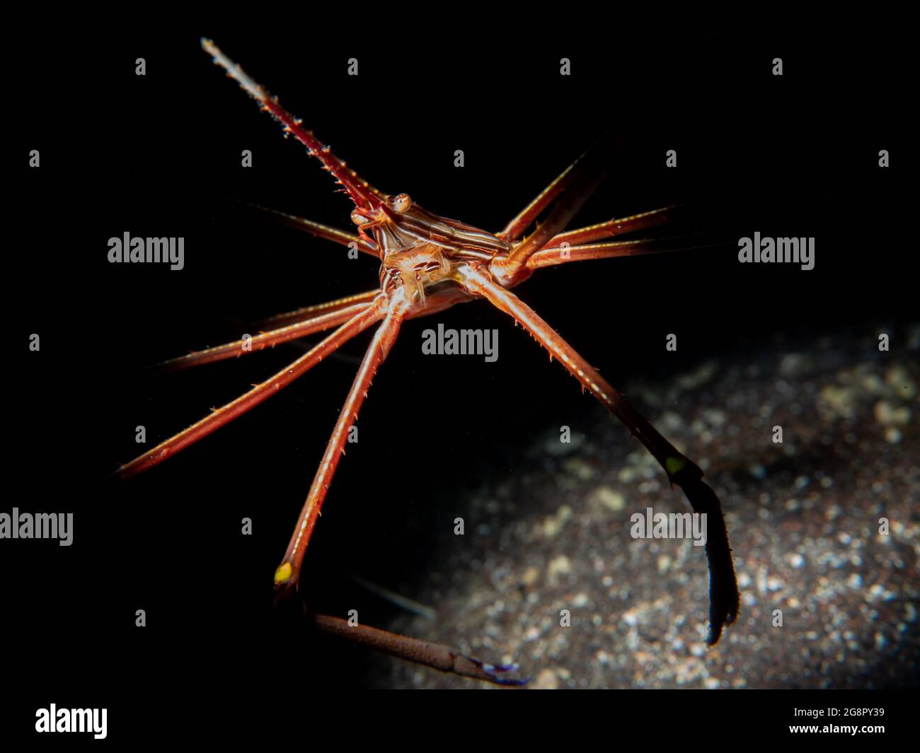 Close-up of an East Atlantic Arrow Crab (Stenorhynchus lanceolatus) , Madeira, Portugal Stock Photo