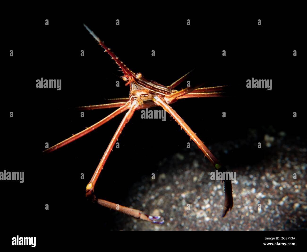 Close-up of an East Atlantic Arrow Crab (Stenorhynchus lanceolatus) , Madeira, Portugal Stock Photo