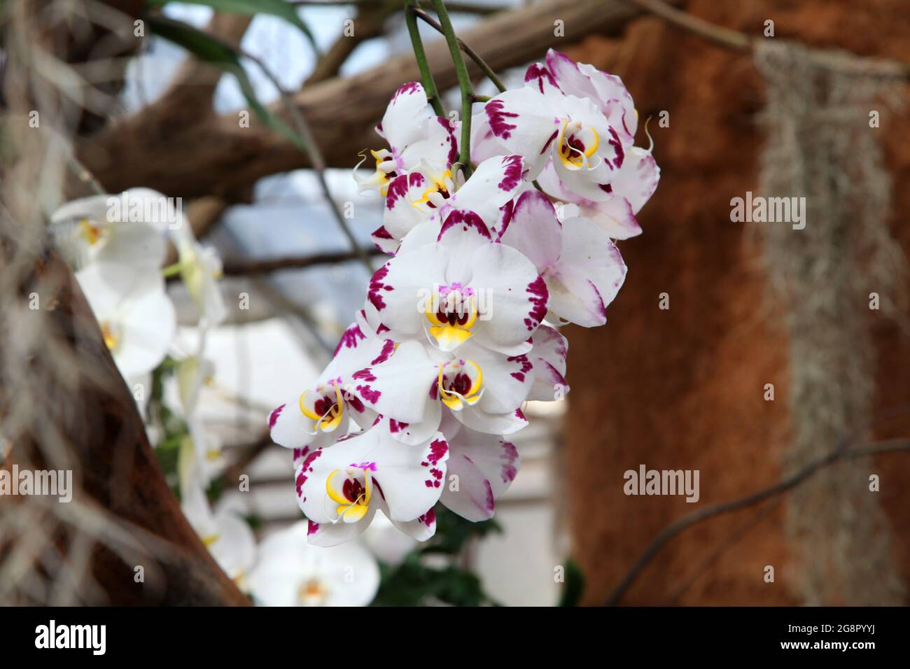 Closeup shot of white orchids with violet edges Stock Photo