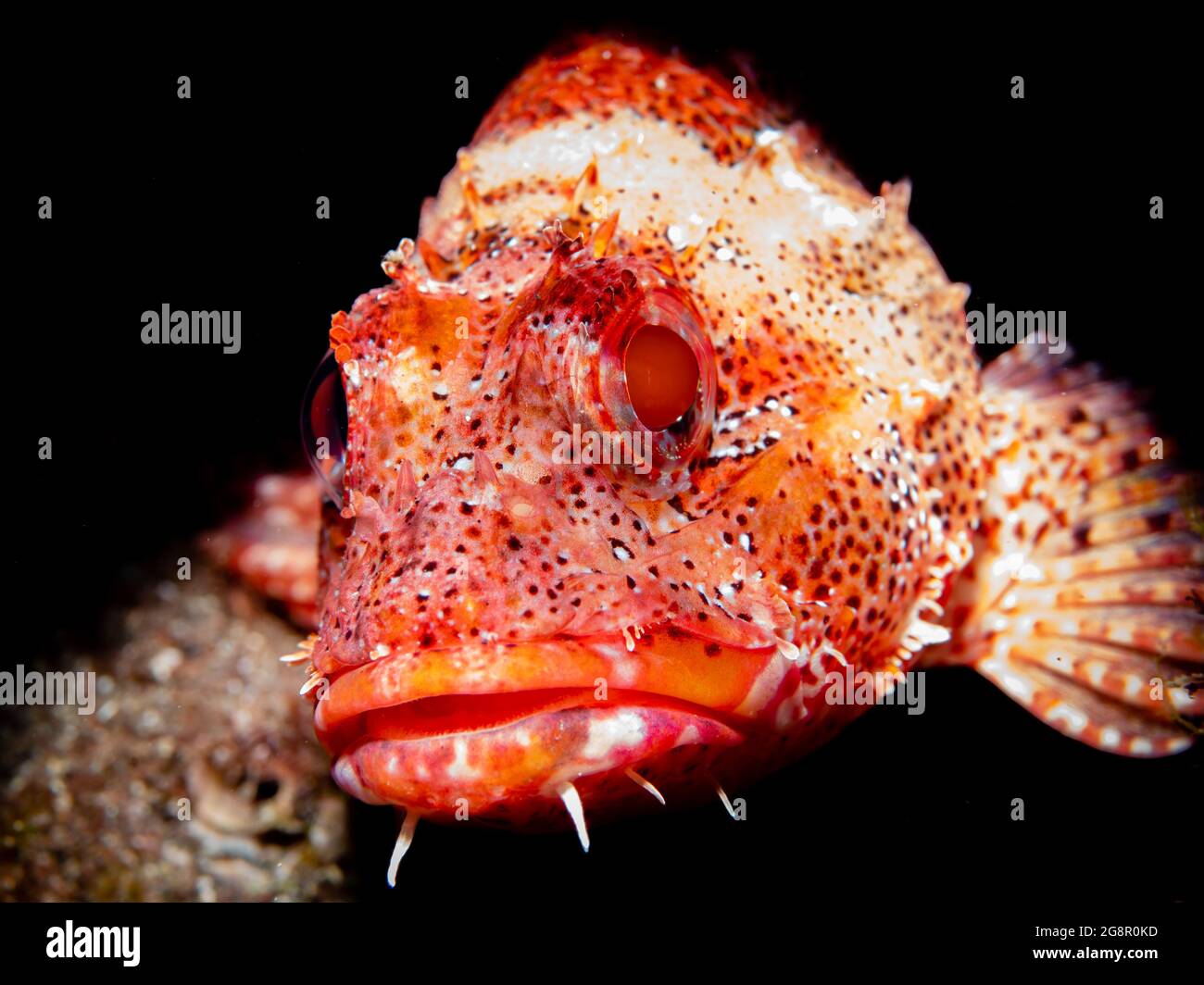 ceae hires stock photography and images Alamy