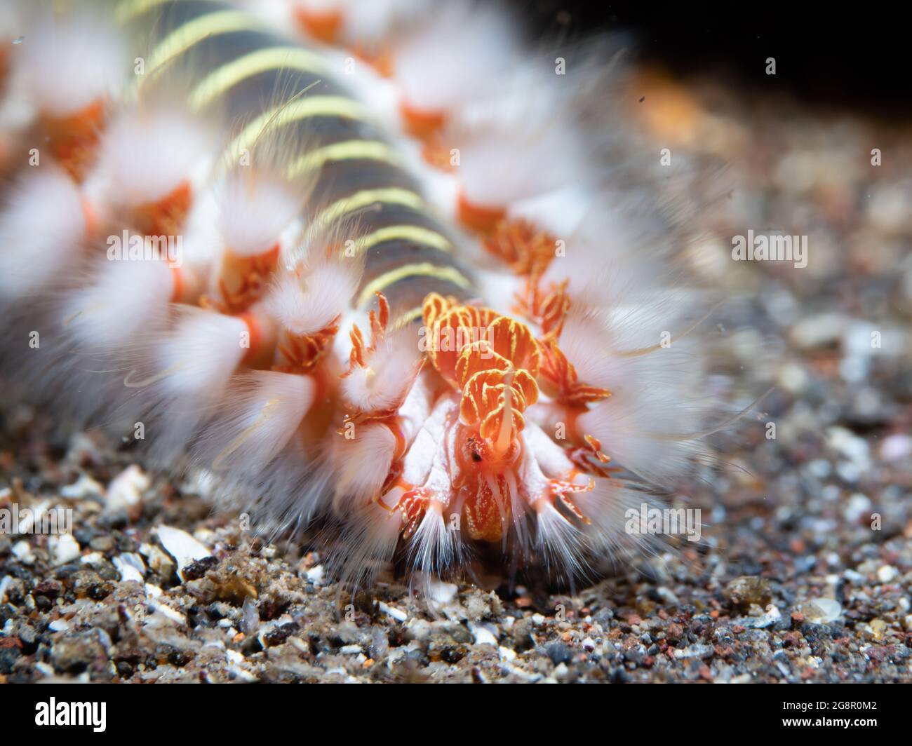 earded Fire Worm (Hermodice carunculata ) crawling on the sandy bottom, close-up, Madeira, Portugal Stock Photo