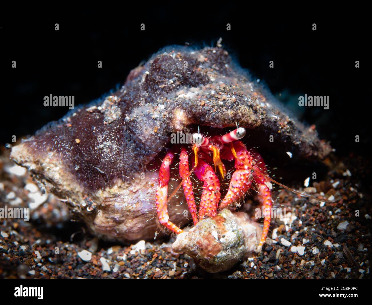 Large red hermit crab (Dardanus calidus ) , Close up , Madeira, Portugal Stock Photo