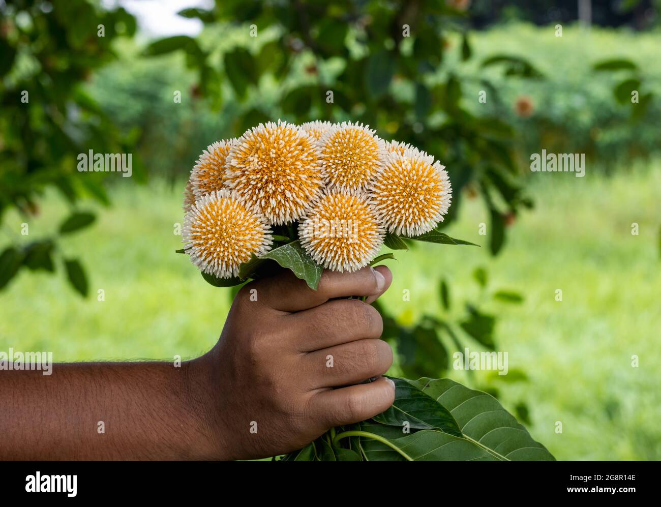 A bunch of leichhardt pine or Kadam flower on a hand close up Stock Photo