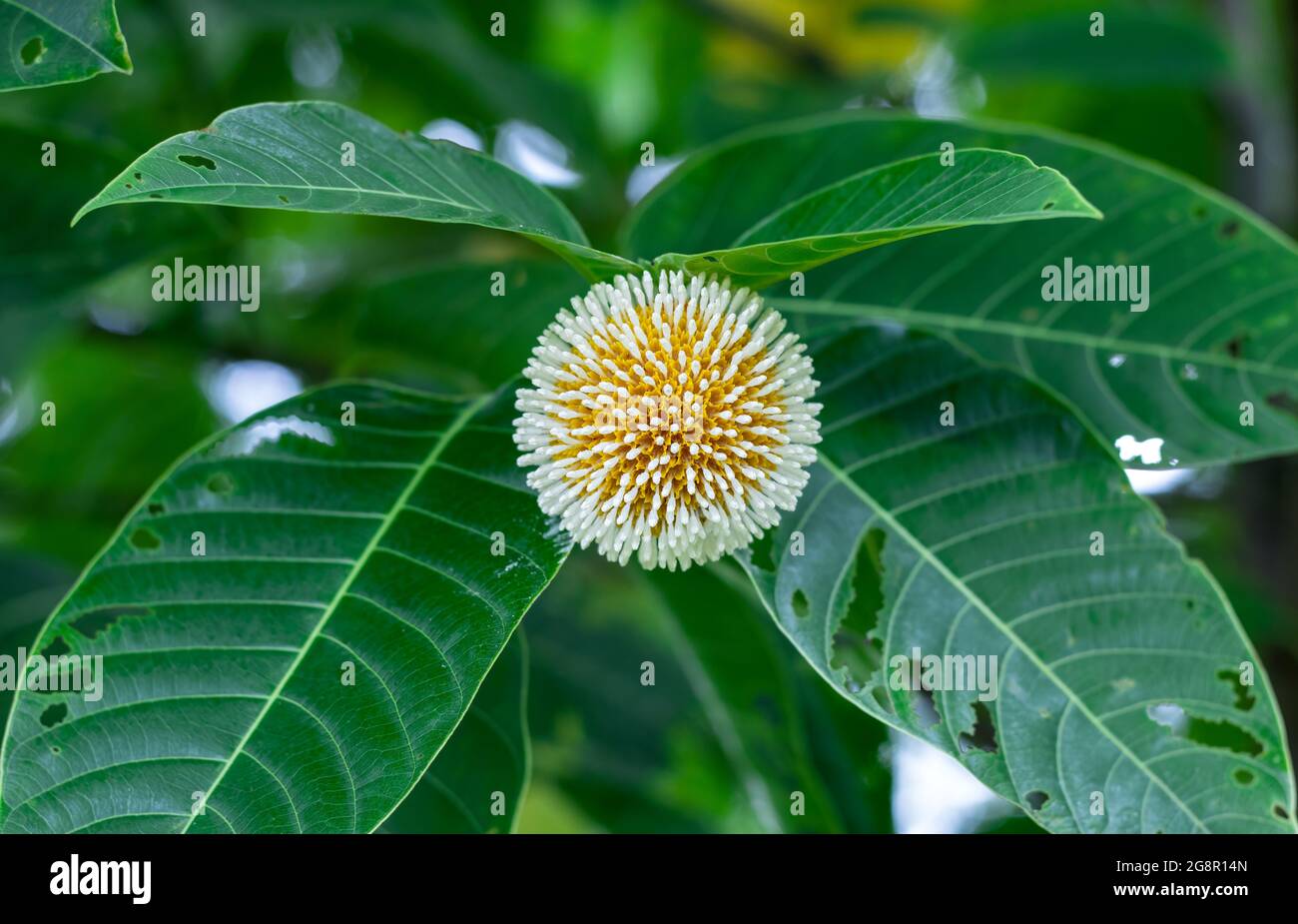 A leichhardt pine or Kadam flower with green leaves close up on the tree Stock Photo
