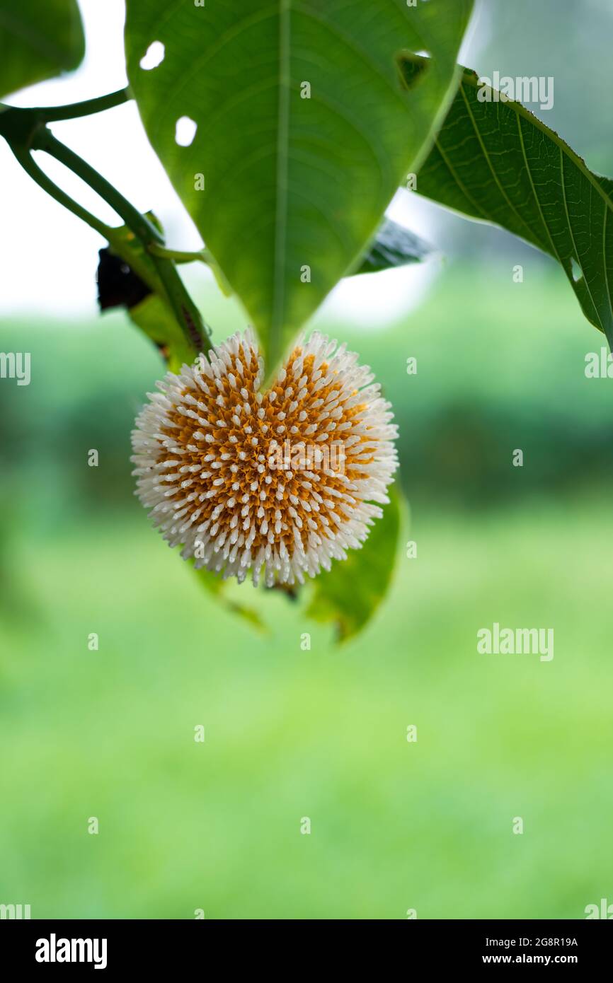 Leichhardt pine or Kadam flower close up on the tree with soft green bokeh background Stock Photo