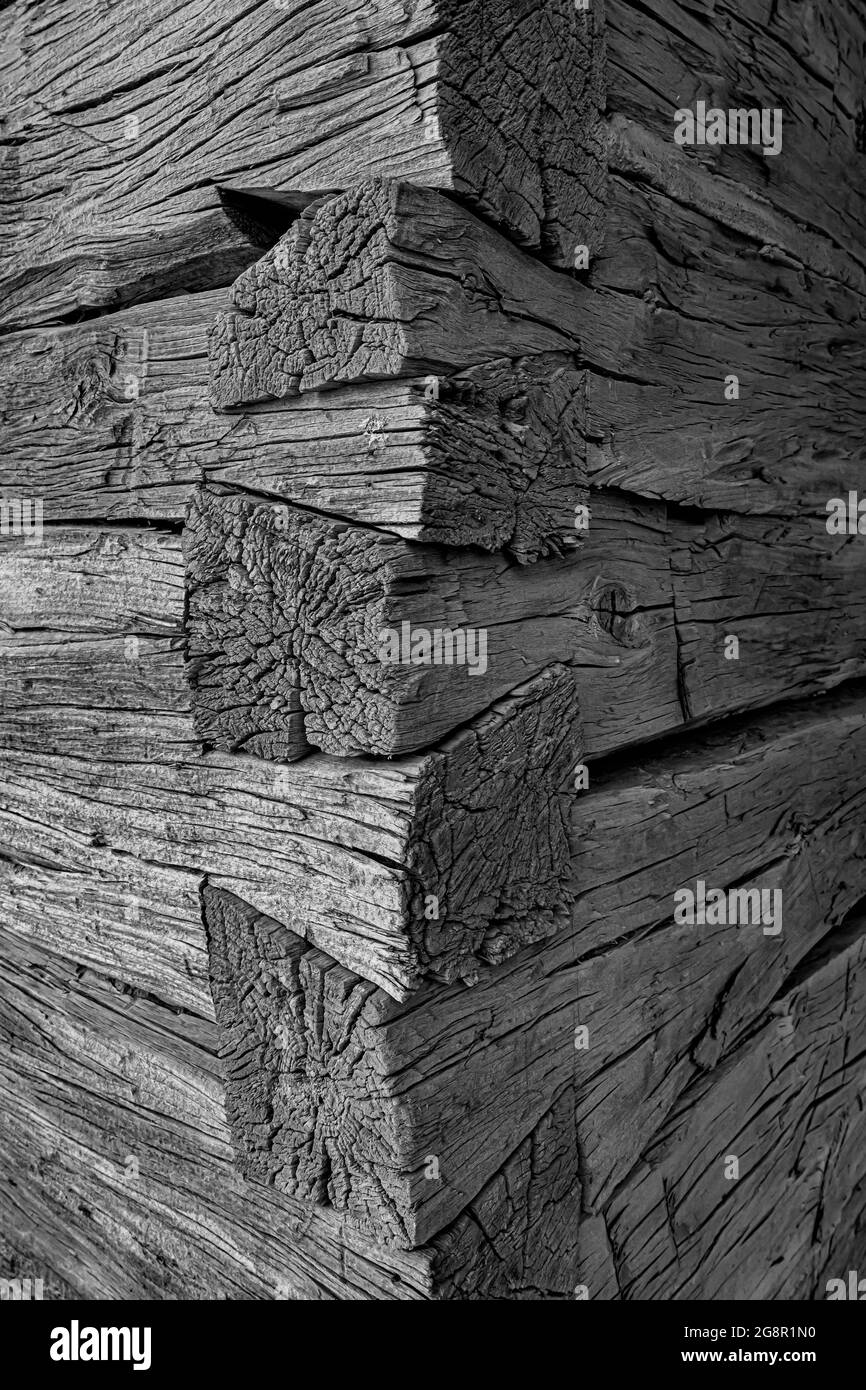 Log cabin bunkhouse details of adzed logs and dovetail joints at ML Ranch, Bighorn Canyon National Recreation Area, Wyoming, USA Stock Photo