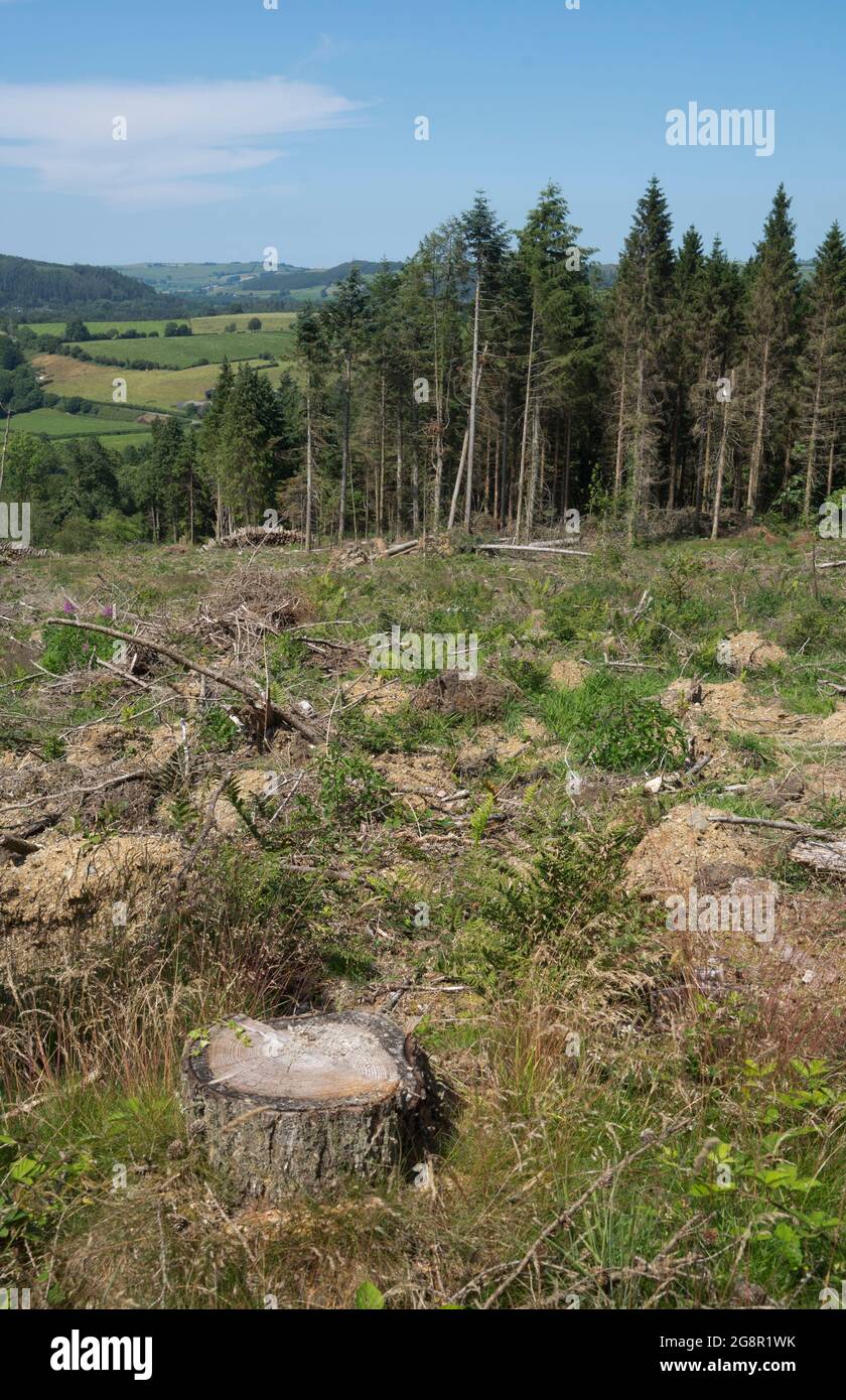 Timber logged in the Hafod Uchtryd wooded and landscaped estate, in the