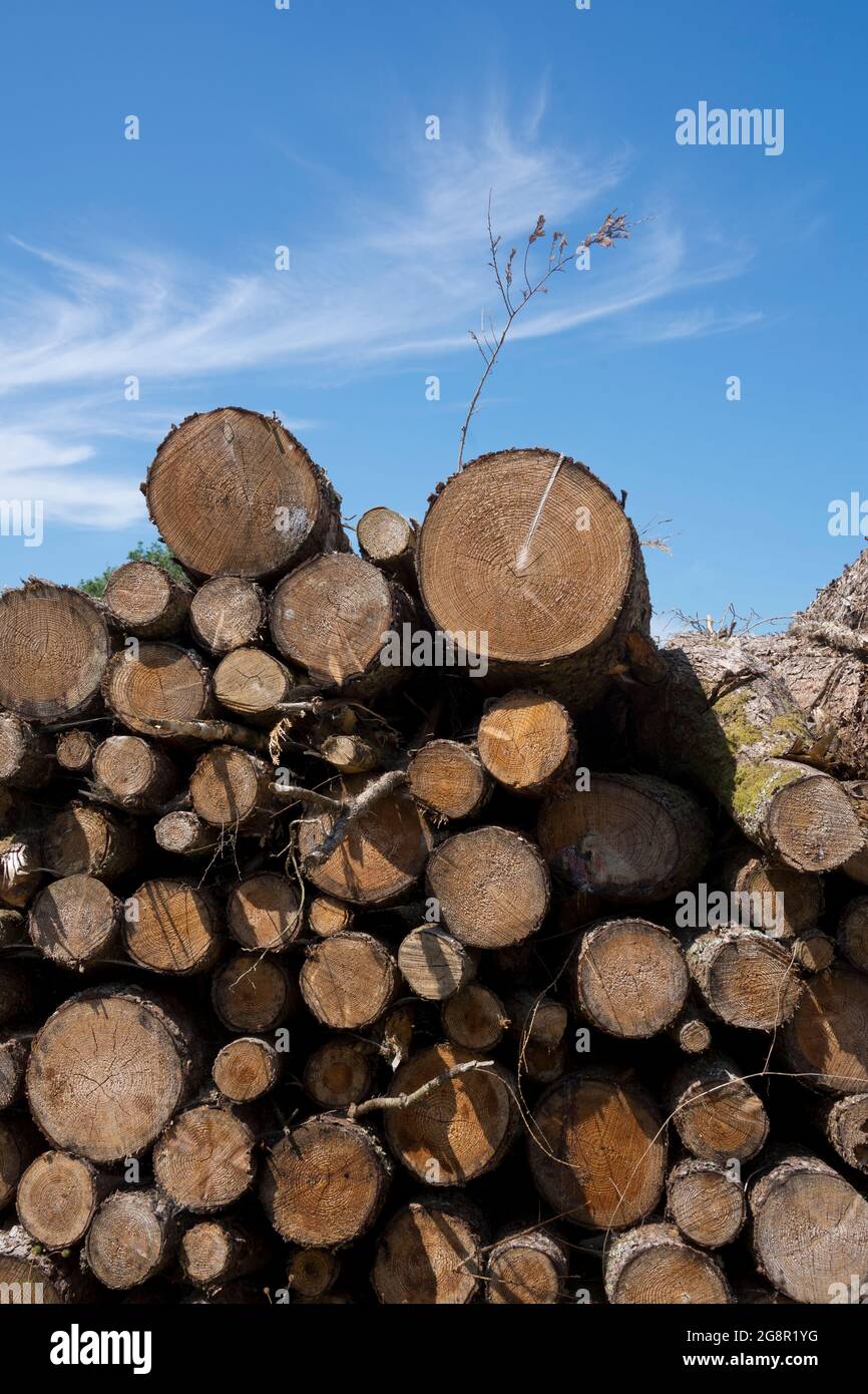 Timber logged in the Hafod Uchtryd wooded and landscaped estate, in the