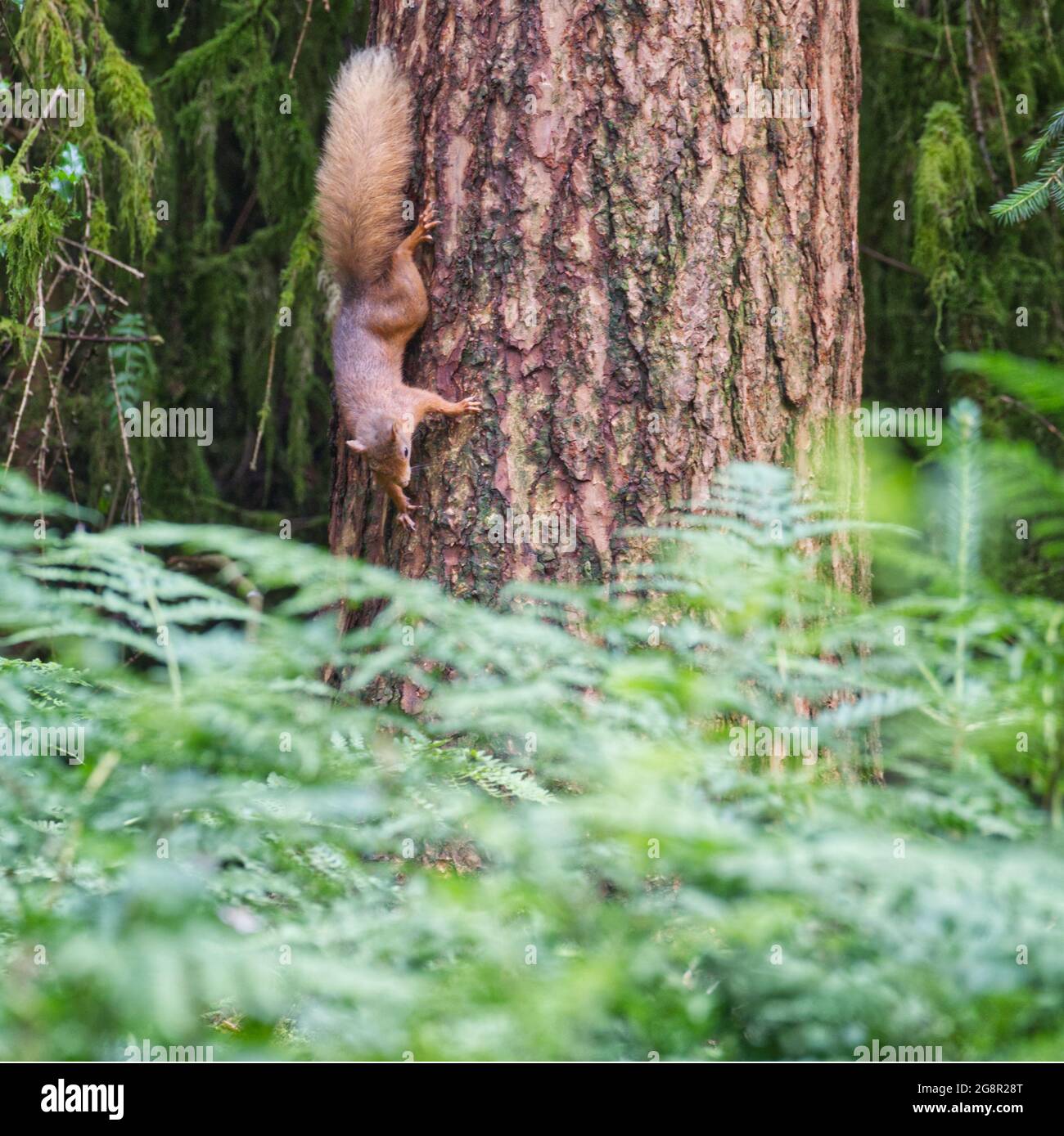 Red Squirrel Stock Photo