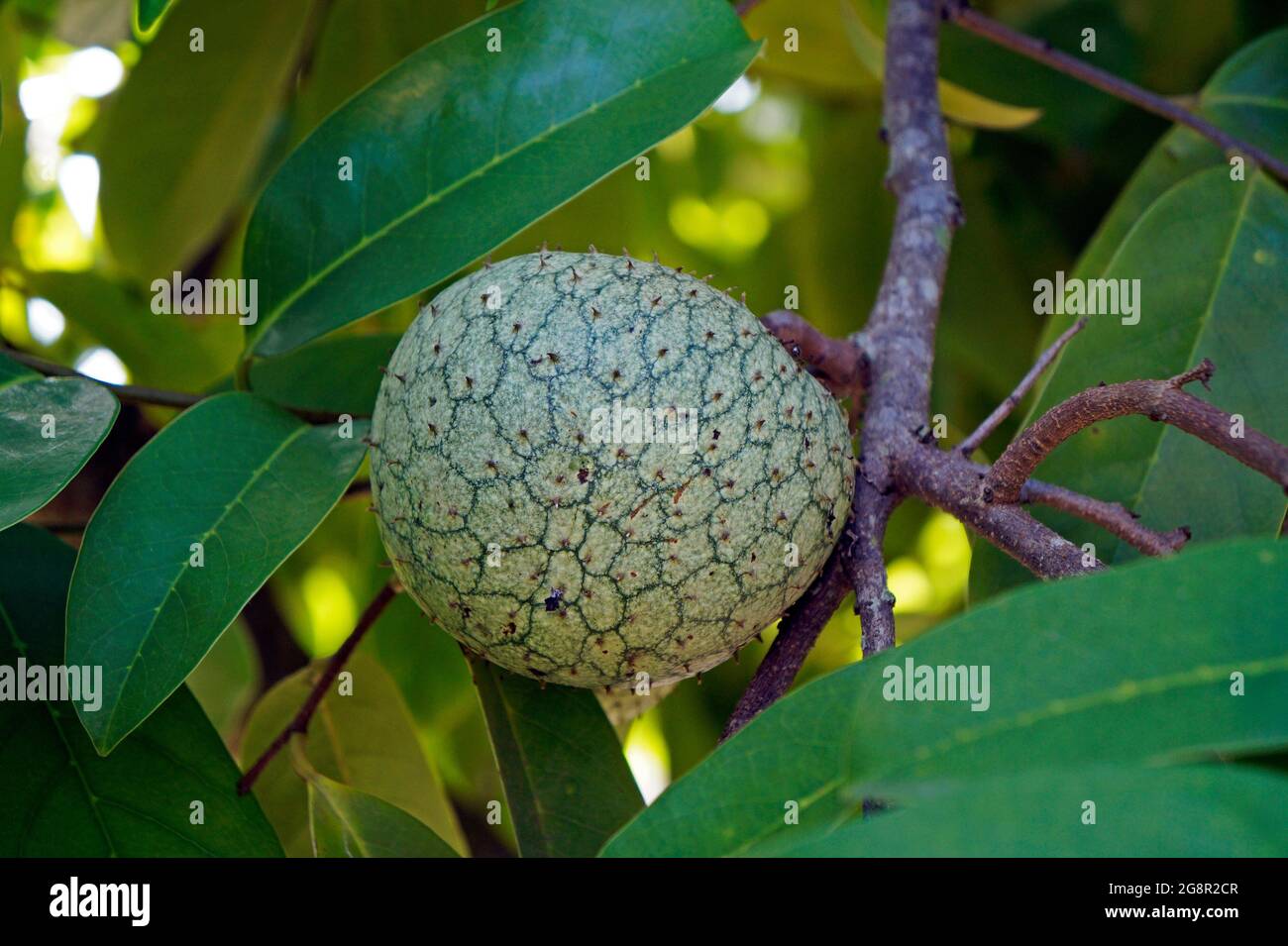 Green fruit of bullock's heart (Annona reticulata) Stock Photo