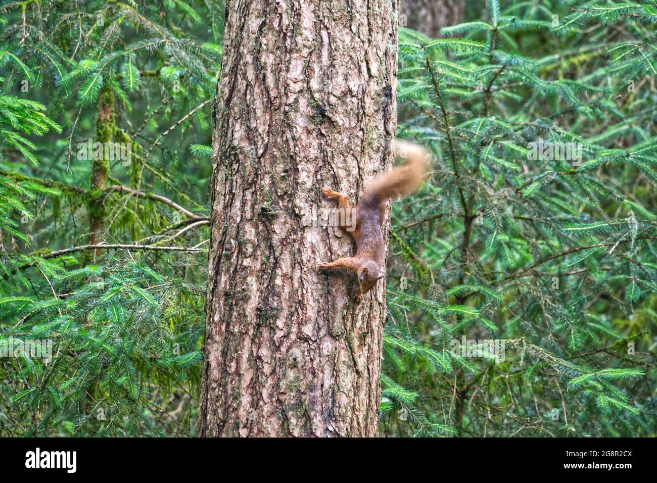 Red Squirrel Stock Photo