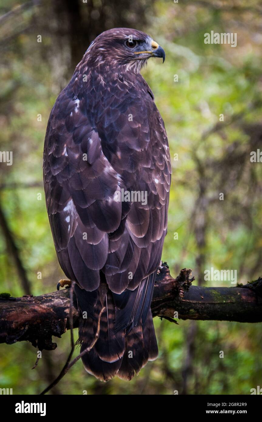 The Common Buzzard the most prolific bird of prey in the UK Stock Photo