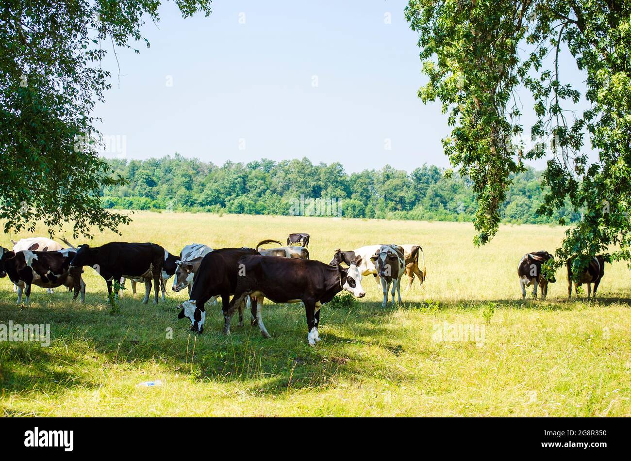 cow in the meadow - grazing of farm animals Stock Photo - Alamy