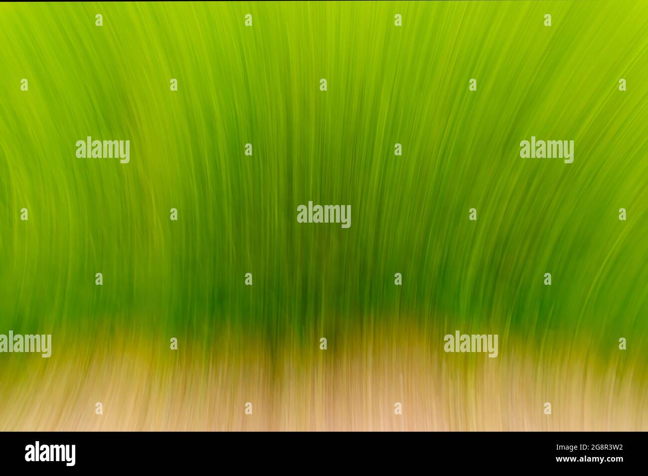 Abstract ecological grass background. Motion blur effect. Stock Photo