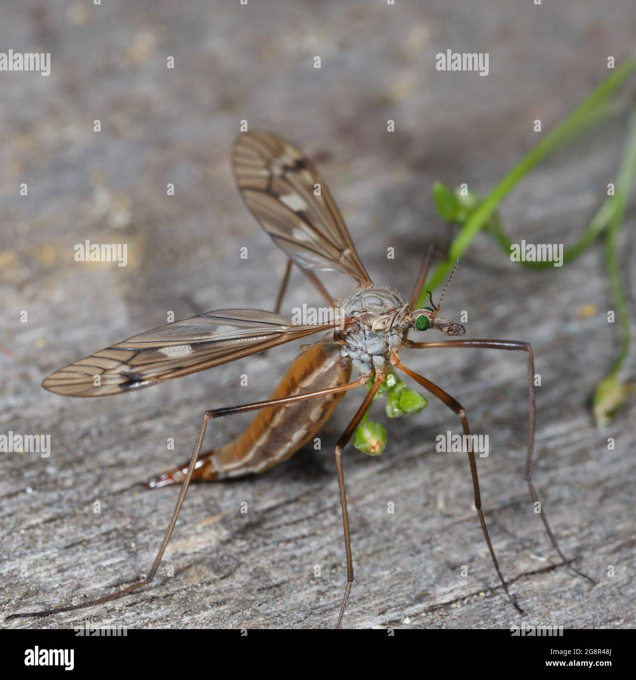 Long-legged mosquito (caramor) with emerald eyes. Macro photography. Stock Photo