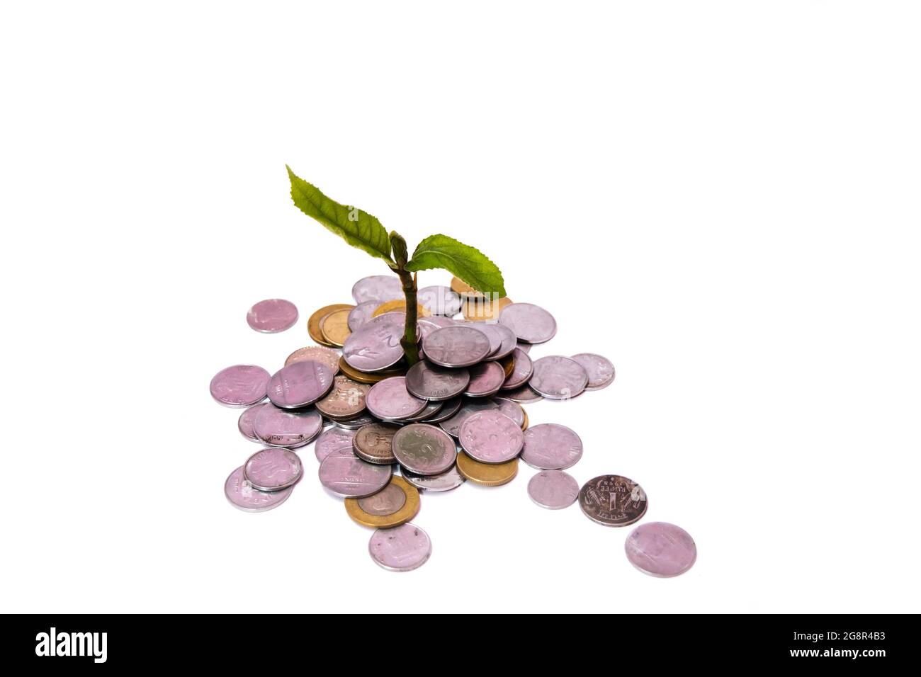 Green plant growth through a stack of Indian coins isolated on white ...