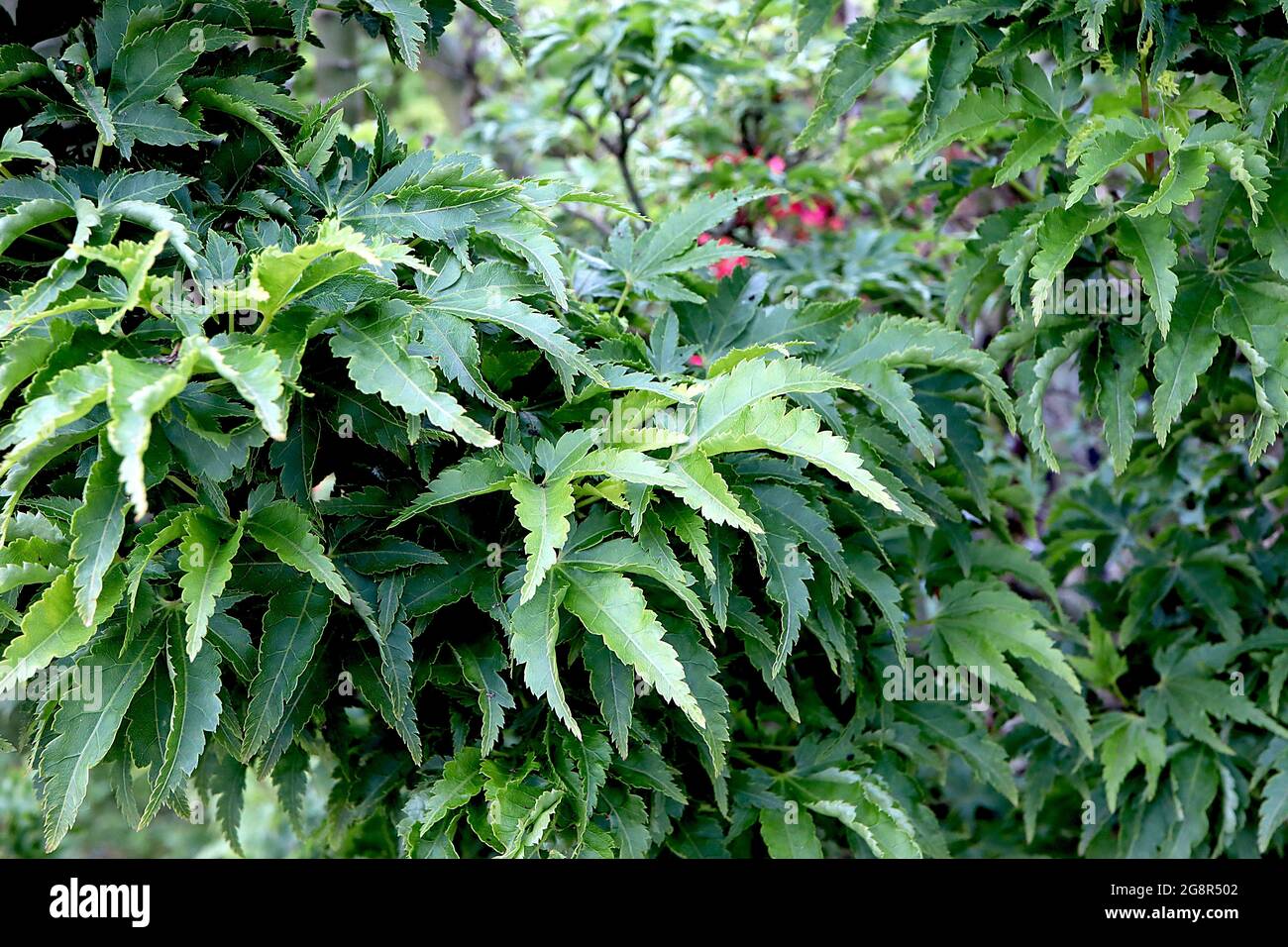 Acer palmatum crispifolium hi-res stock photography and images - Alamy