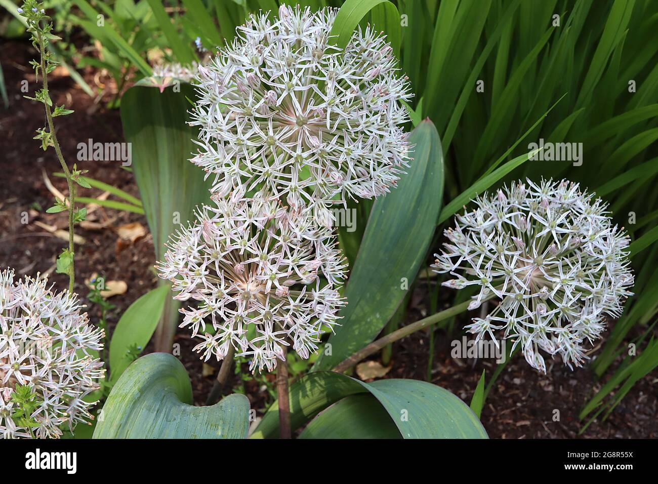 Allium karataviense ‘Ivory Queen’ Kara Tau garlic - spherical umbel of white star-shaped flowers, very slender petals,  May, England, UK Stock Photo