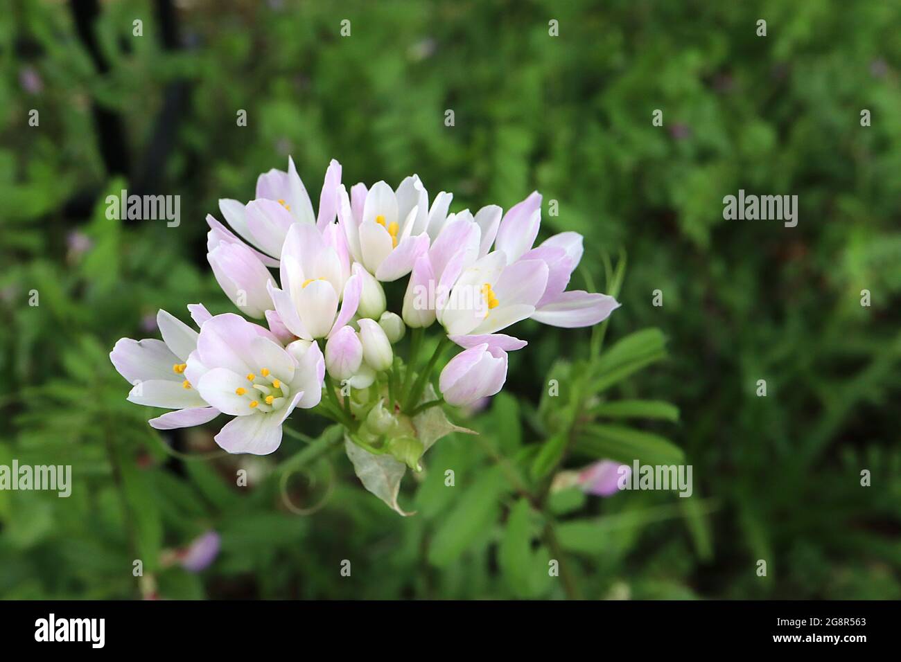 Allium roseum  rosy-flowerd garlic – stalked cluster of cup-shaped white flowers with pink tinges and pink petal backs,  May, England, UK Stock Photo