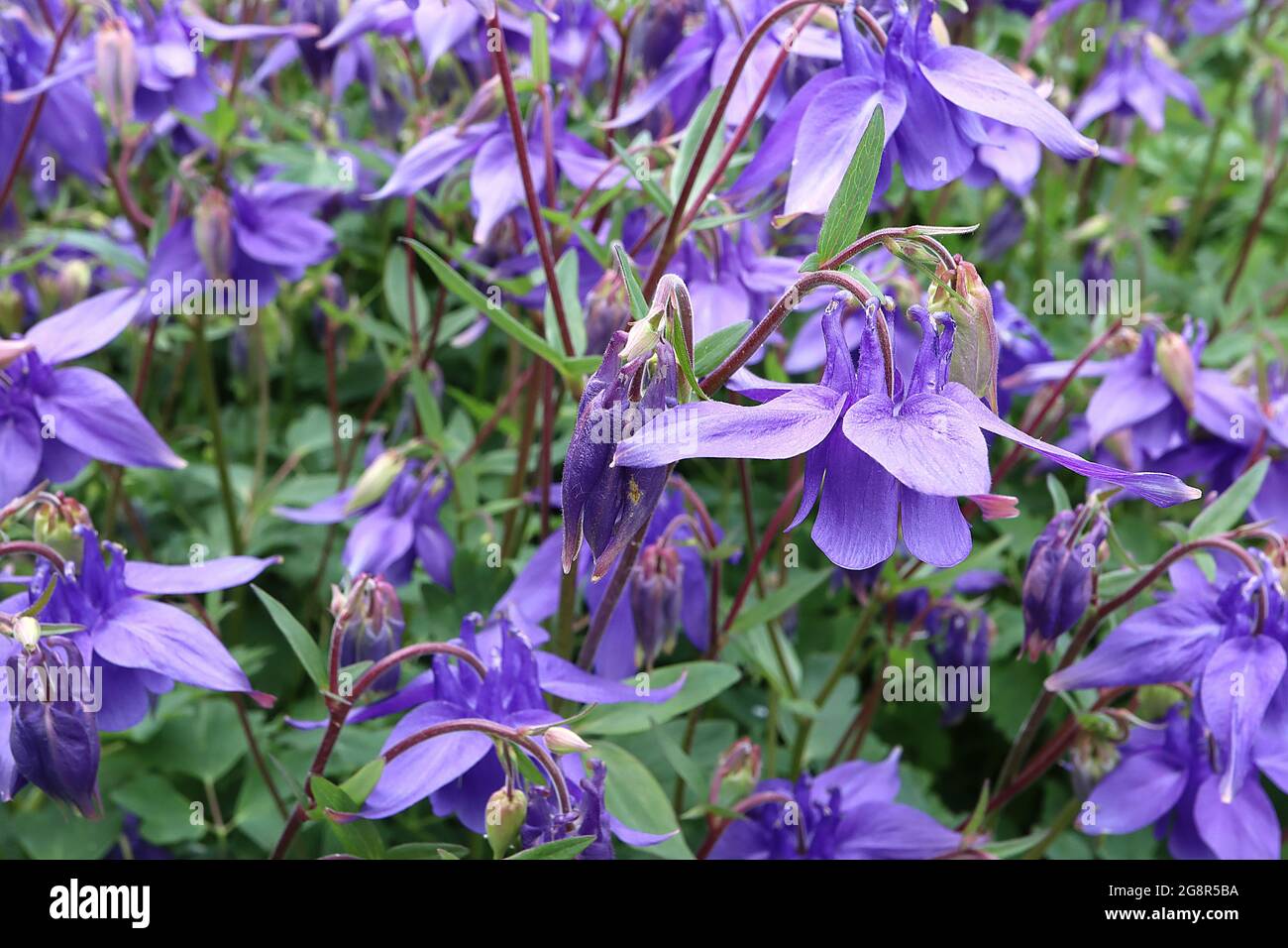 Aquilegia alpina alpine columbine – pendulous bell-shaped purple blue flowers, flared sepals, short curved spurs,  May, England, UK Stock Photo