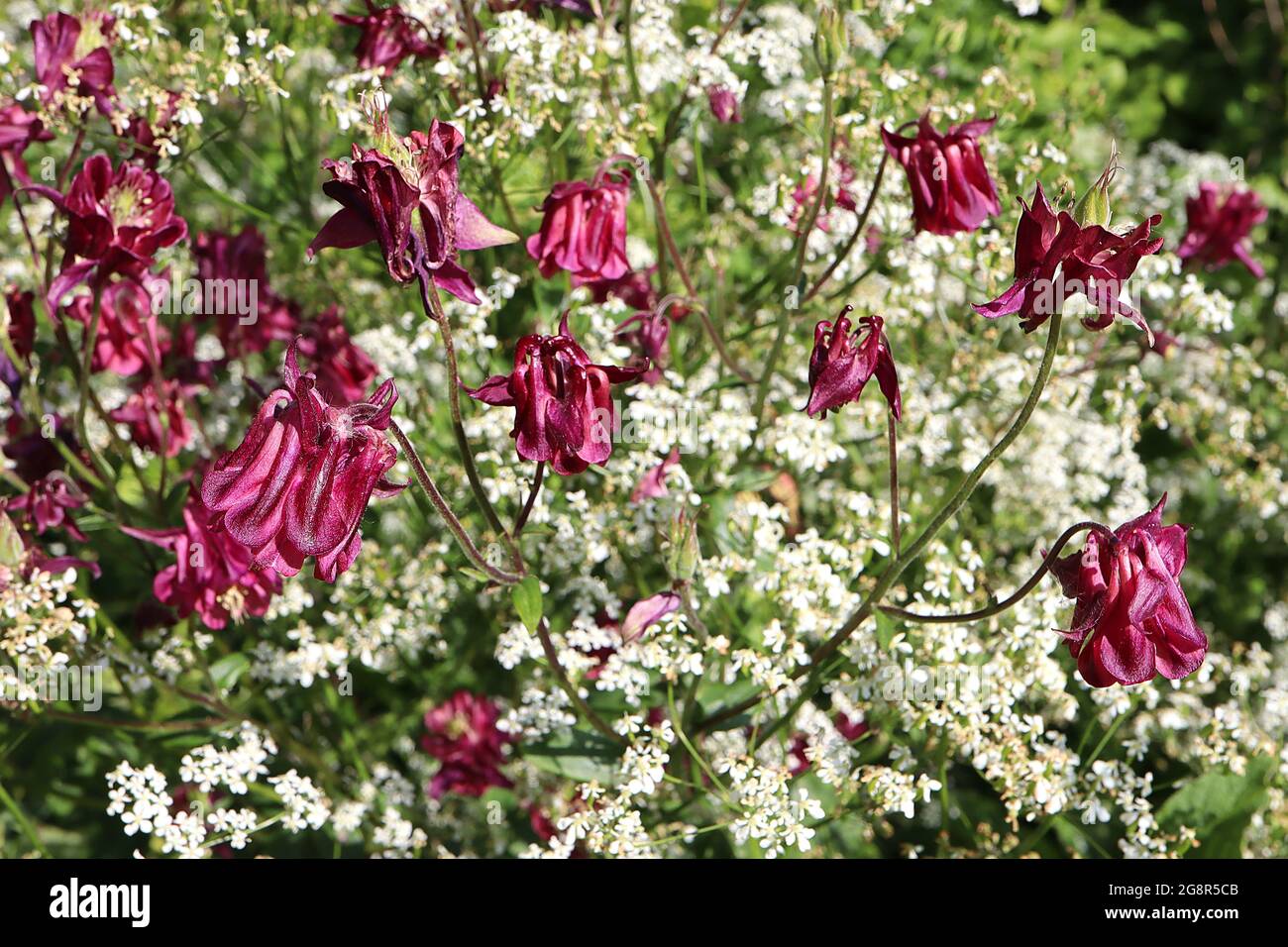 Aquilegia atrata  dark columbine – ruby wine bell-shaped flowers with single pleat petals,  May, England, UK Stock Photo