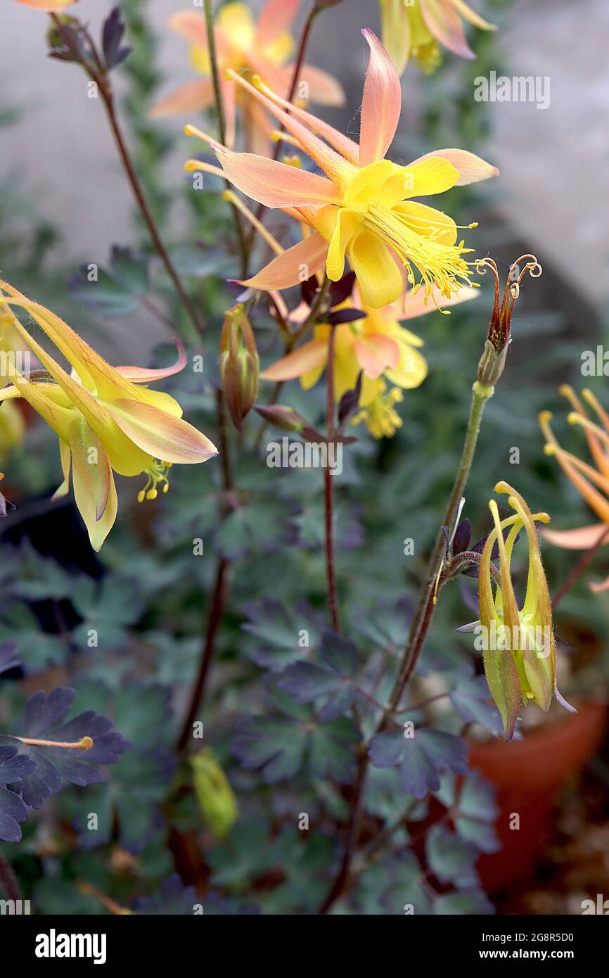 Aquilegia desertorum Arizona columbine – downturned yellow bell-shaped flowers with light orange sepals and long spurs,  May, England, UK Stock Photo