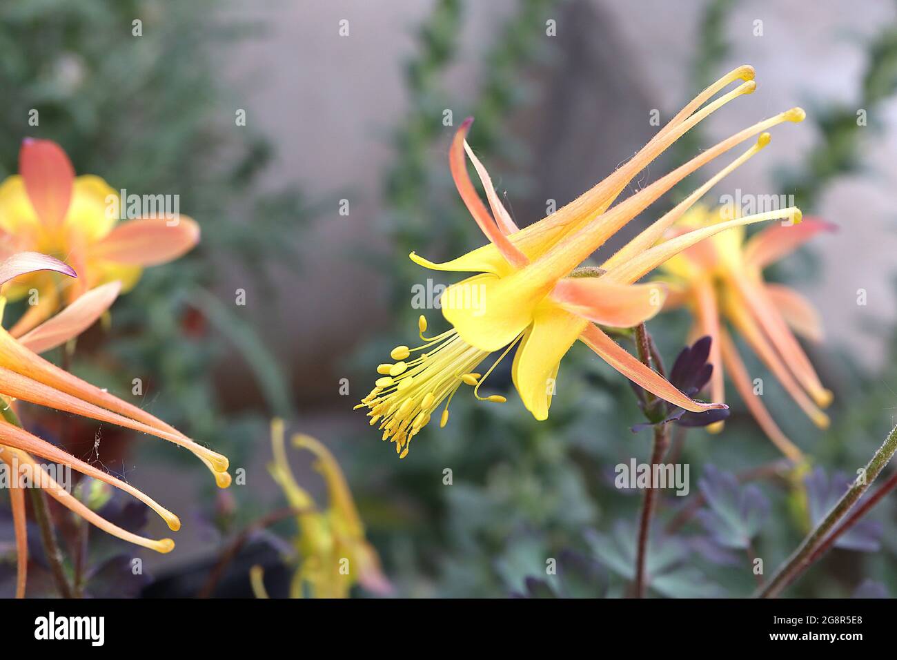 Aquilegia desertorum Arizona columbine – downturned yellow bell-shaped flowers with light orange sepals and long spurs,  May, England, UK Stock Photo