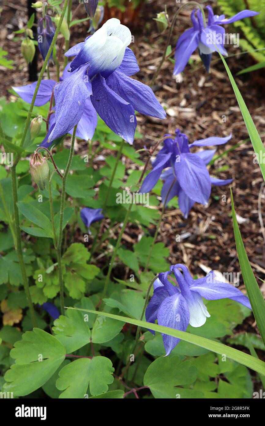 Aquilegia olympica Boiss. Aquilegia olympica – bicolor white and purple blue bell, purple blue sepals and short curved spurs,  May, England, UK Stock Photo