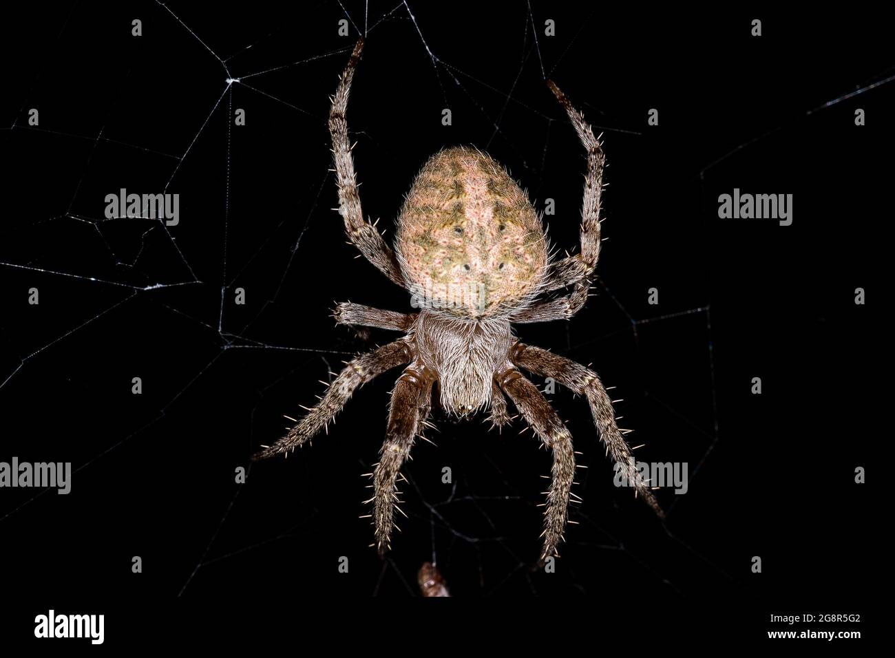 Neoscona crucifera is an orb-weaver spider in the family Araneidae. It is found in the United States from Maine to Florida in the east, to Minnesota i Stock Photo