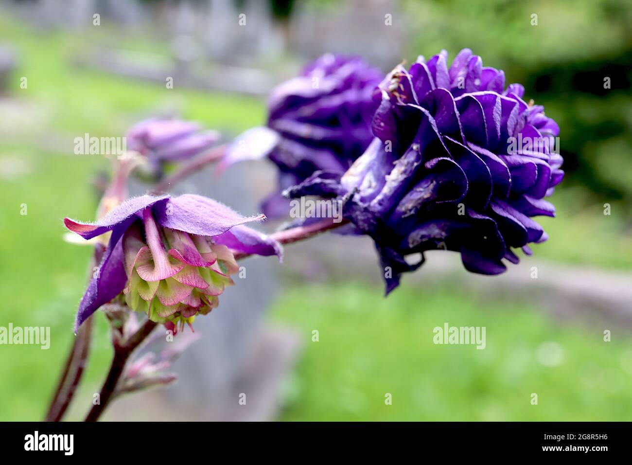 Aquilegia vulgaris ‘Warwick ‘ Columbine Warwick – double pleat purple flowers, May, England, UK Stock Photo
