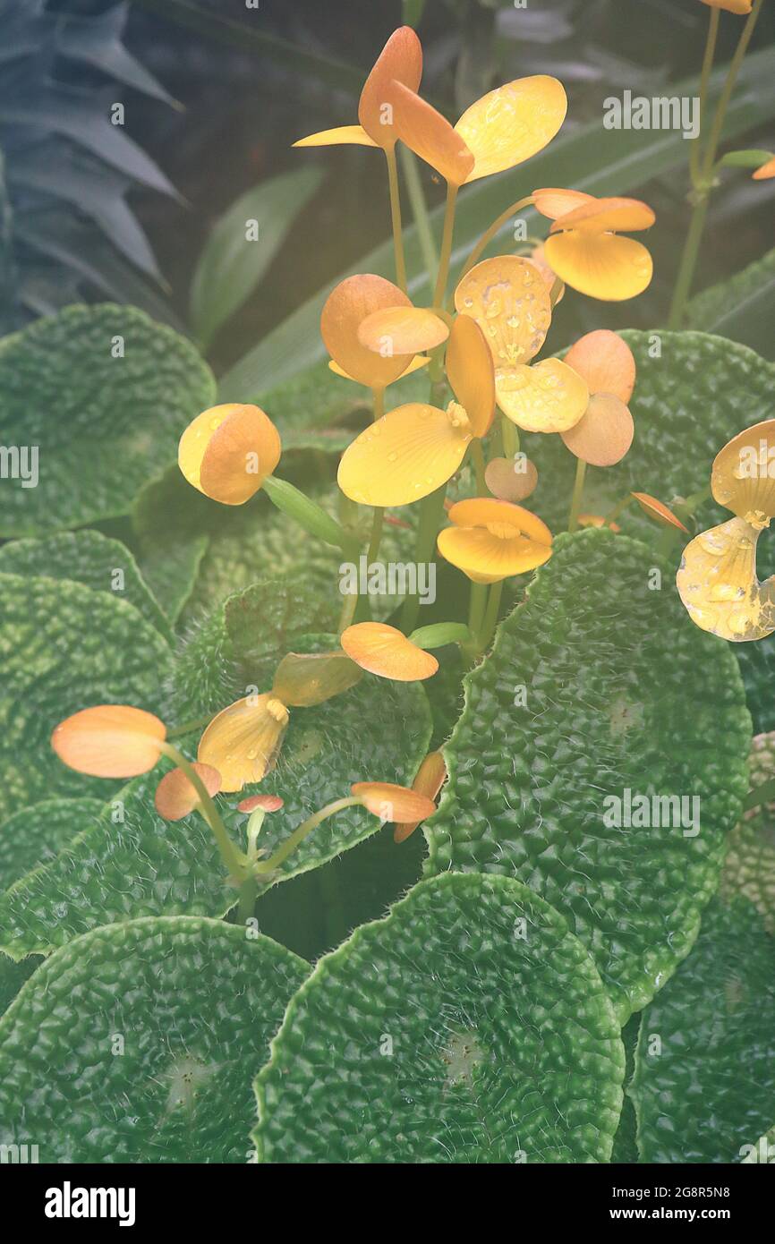 Begonia ficicola ‘Microsperma’ Paired round yellow flowers and highly textured green leaves,  May, England, UK Stock Photo