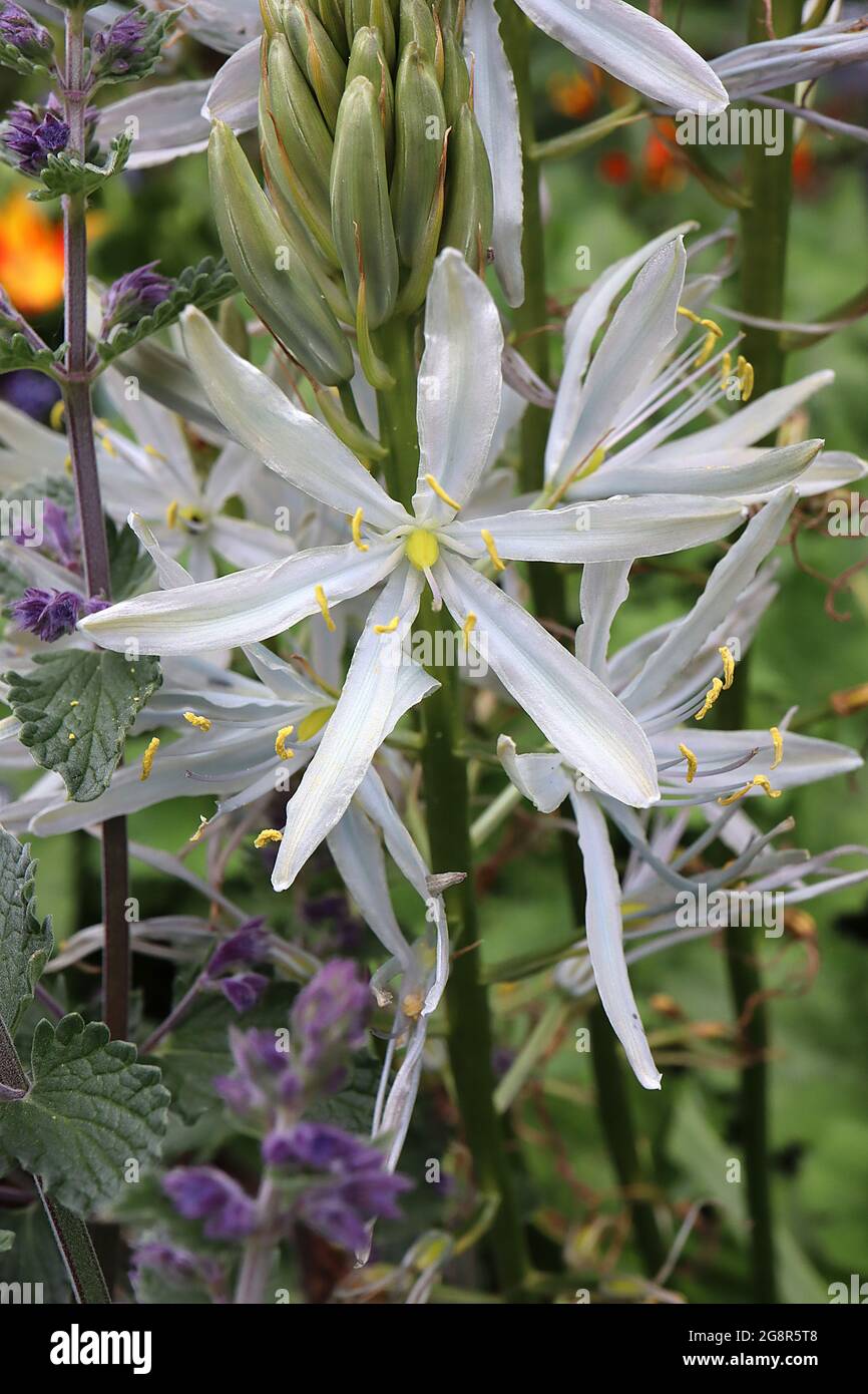 Camassia cusickii Cussick’s camas – large star-shaped pale blue flowers on flower spikes,  May, England, UK Stock Photo