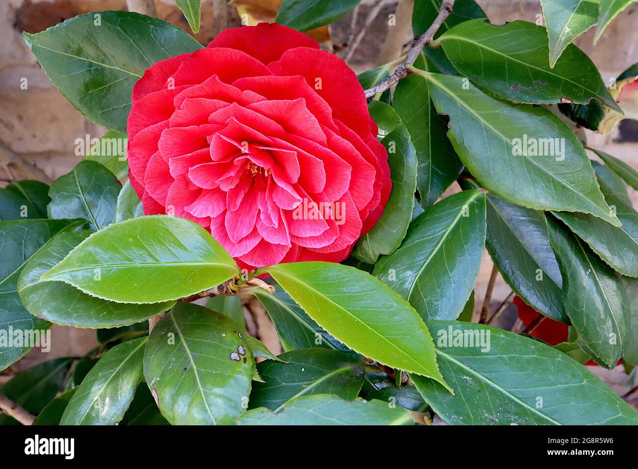 Camellia japonica ‘Eximia’ Japanese camellia Eximia – rose red formal double flowers with very fine white outlines,  May, England, UK Stock Photo