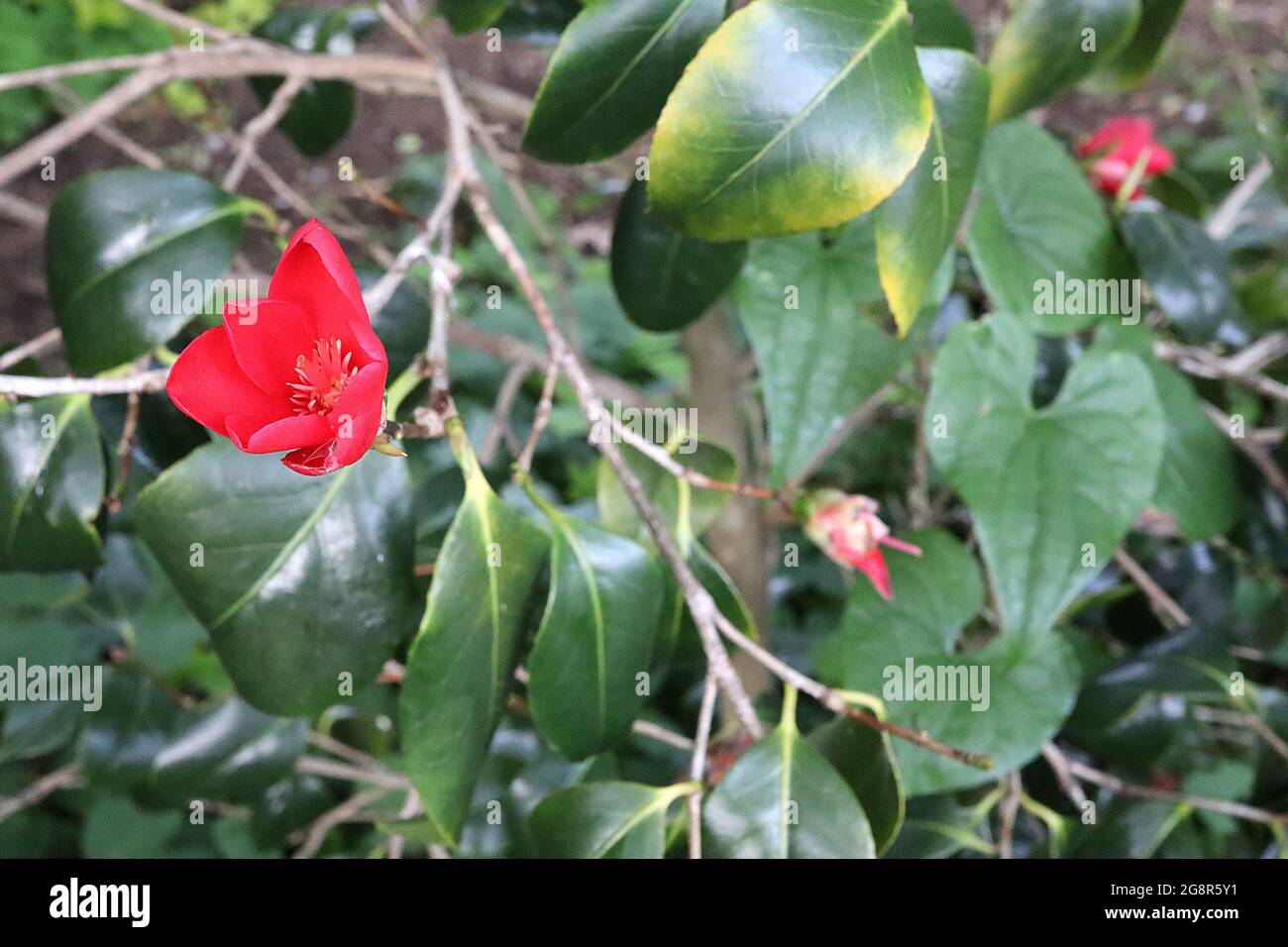 Camellia japonica ‘Korean Fire’ Japanese camellia Korean Fire – small single scarlet red flowers,  May, England, UK Stock Photo