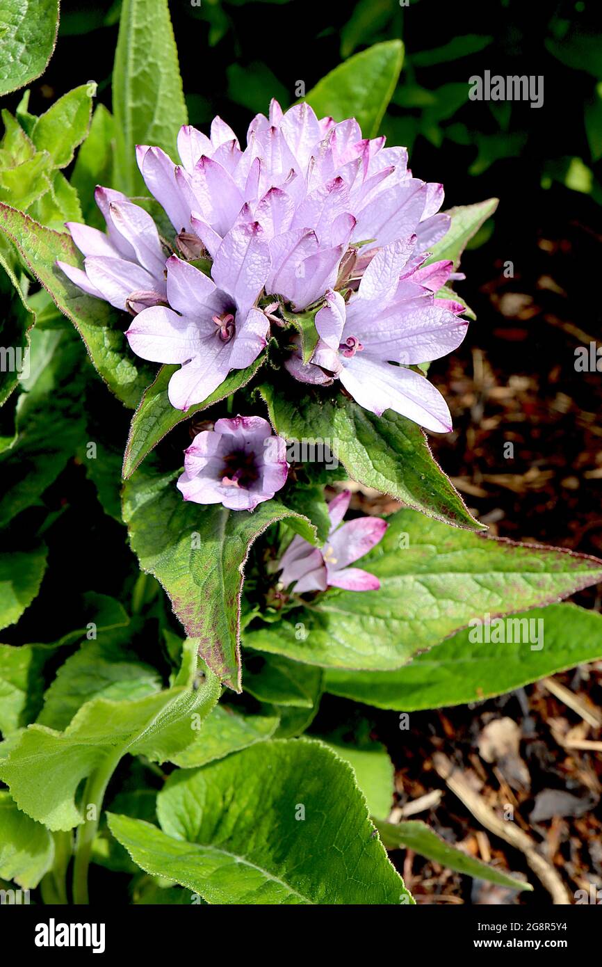 Campanula glomerata ‘Caroline’ clustered bellflower Caroline – spherical cluster of pale lilac bell-shaped flowers,  May, England, UK Stock Photo