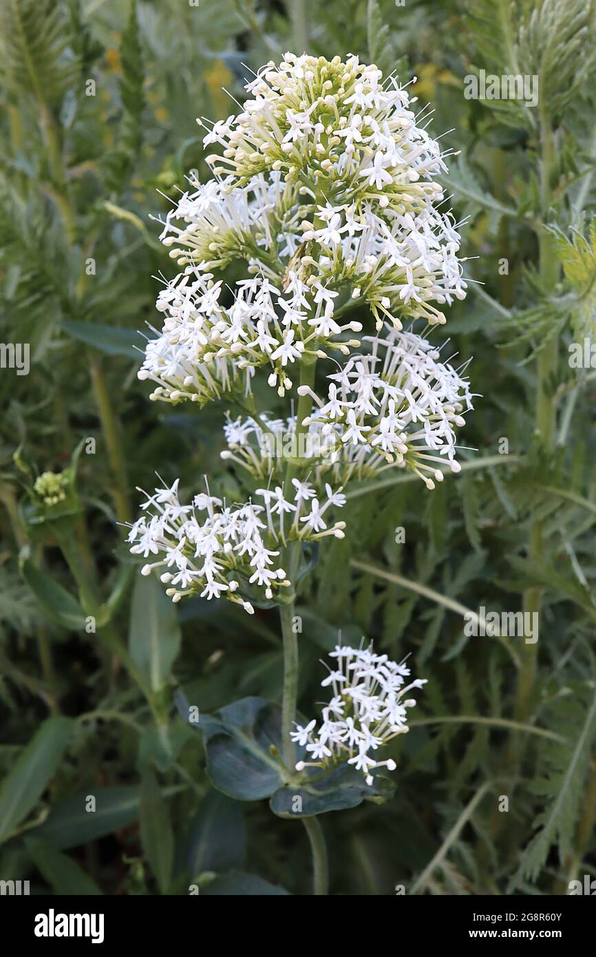 Centranthus Albus White valerian clusters of tiny white flowers on