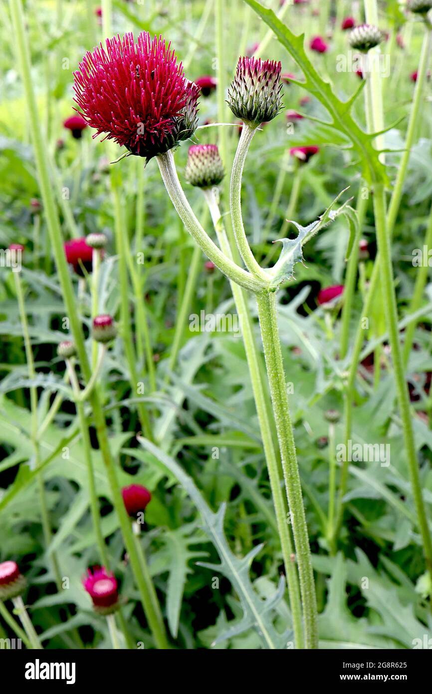 Cirsium rivulare ‘Atropurpureum’ plume thistle Atropurpureum – crown of deep crimson red flowers atop grey green bracts,  May, England, UK Stock Photo