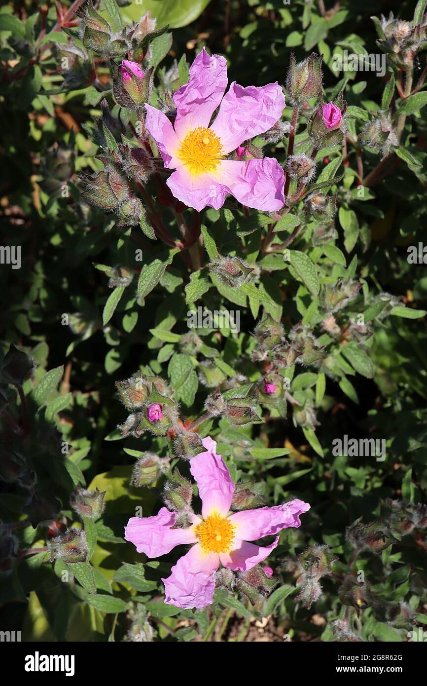 Cistus creticus subsp. incanus pink rock rose – slender crinkly pink flowers and hairy flower buds,  May, England, UK Stock Photo